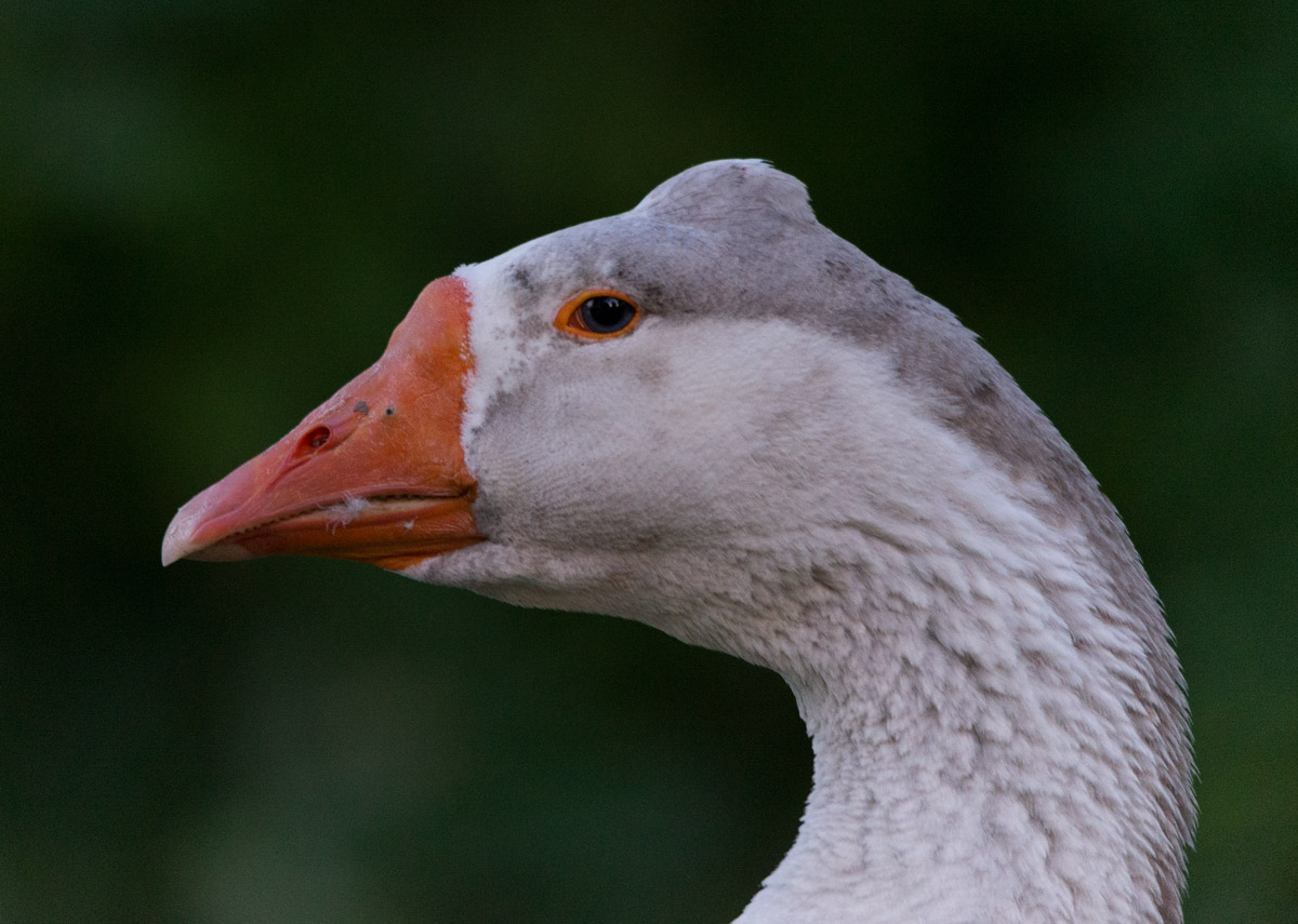 especially wild goose