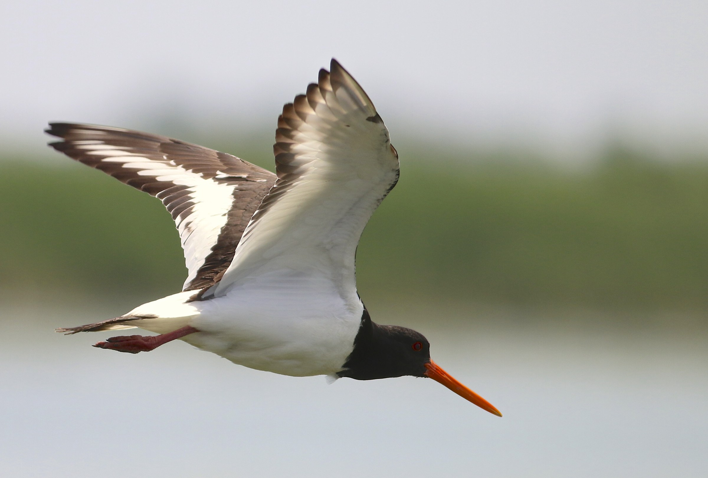 Oystercatcher