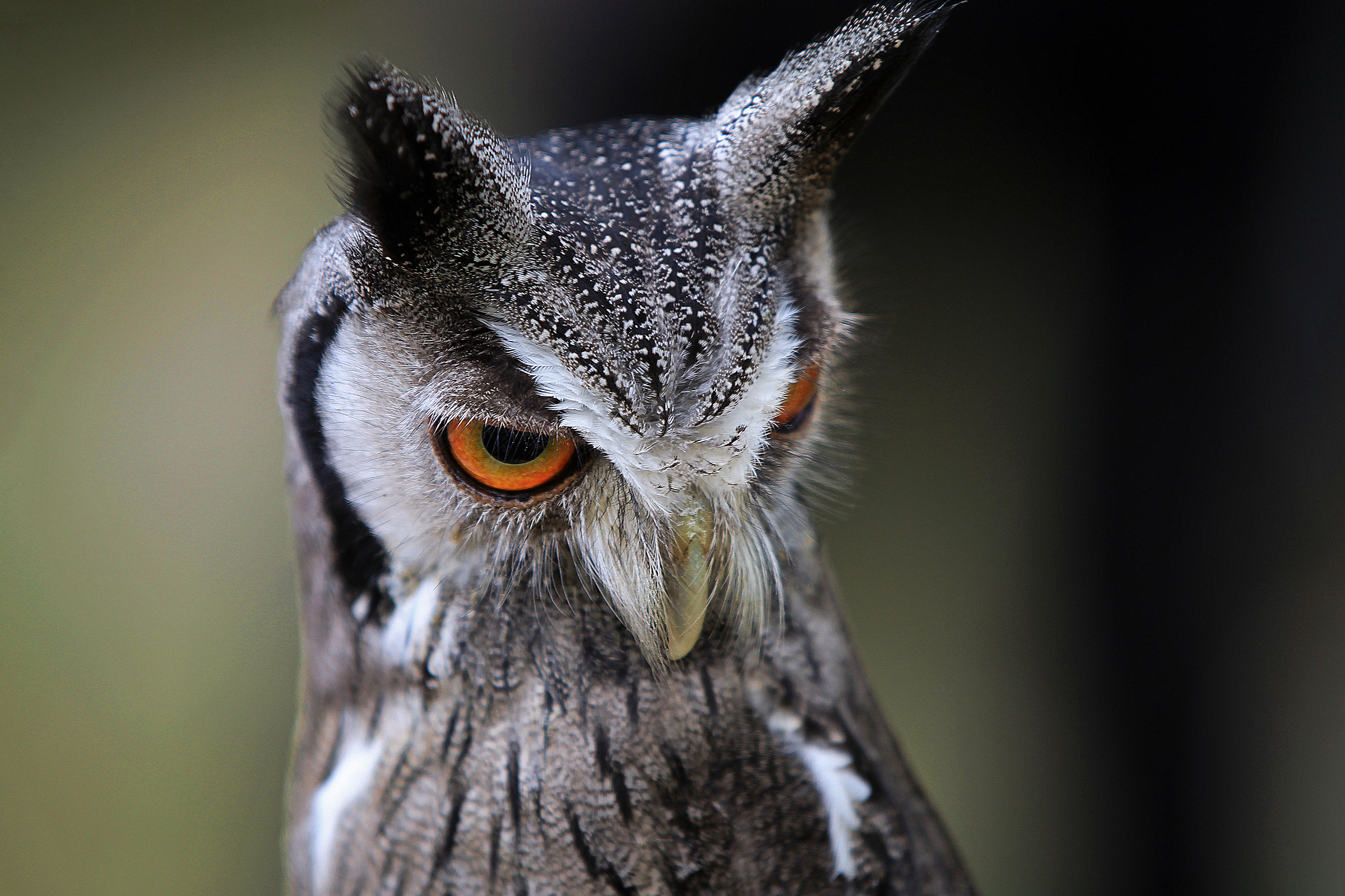 White-faced scops owl