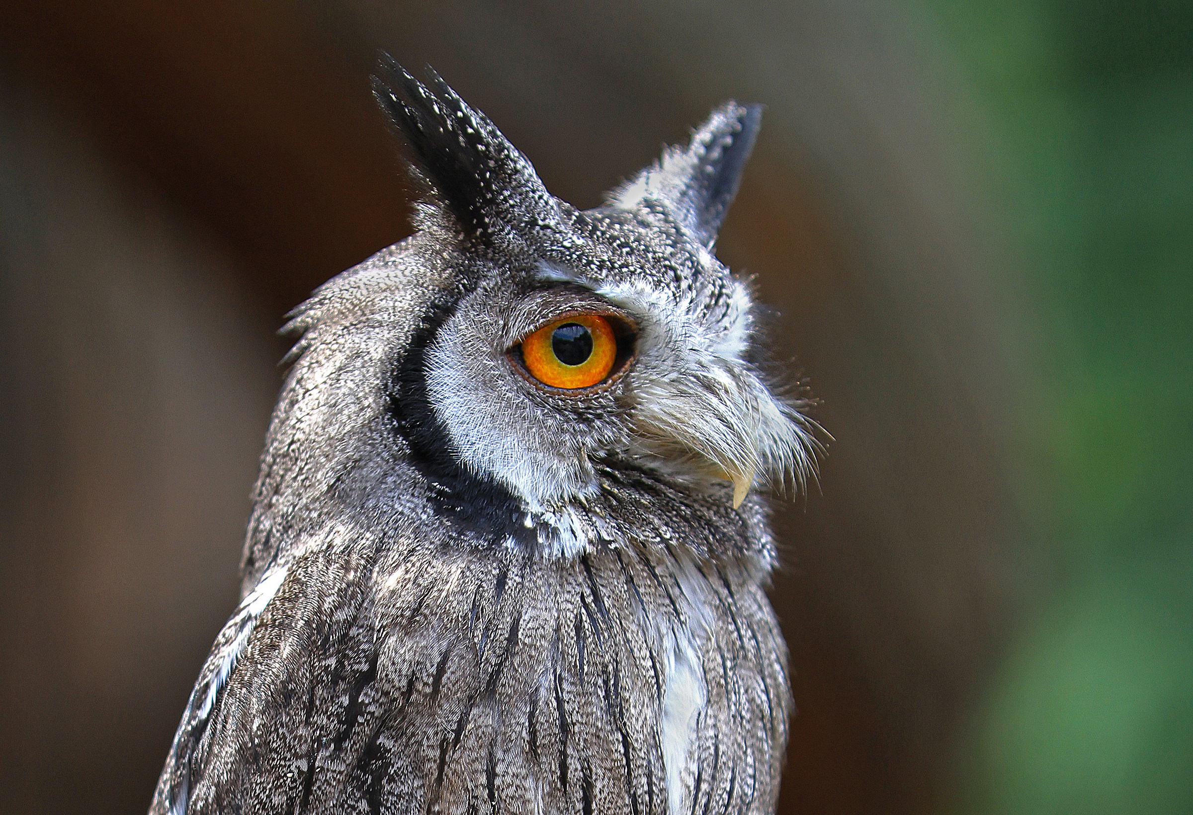 White-faced scops owl