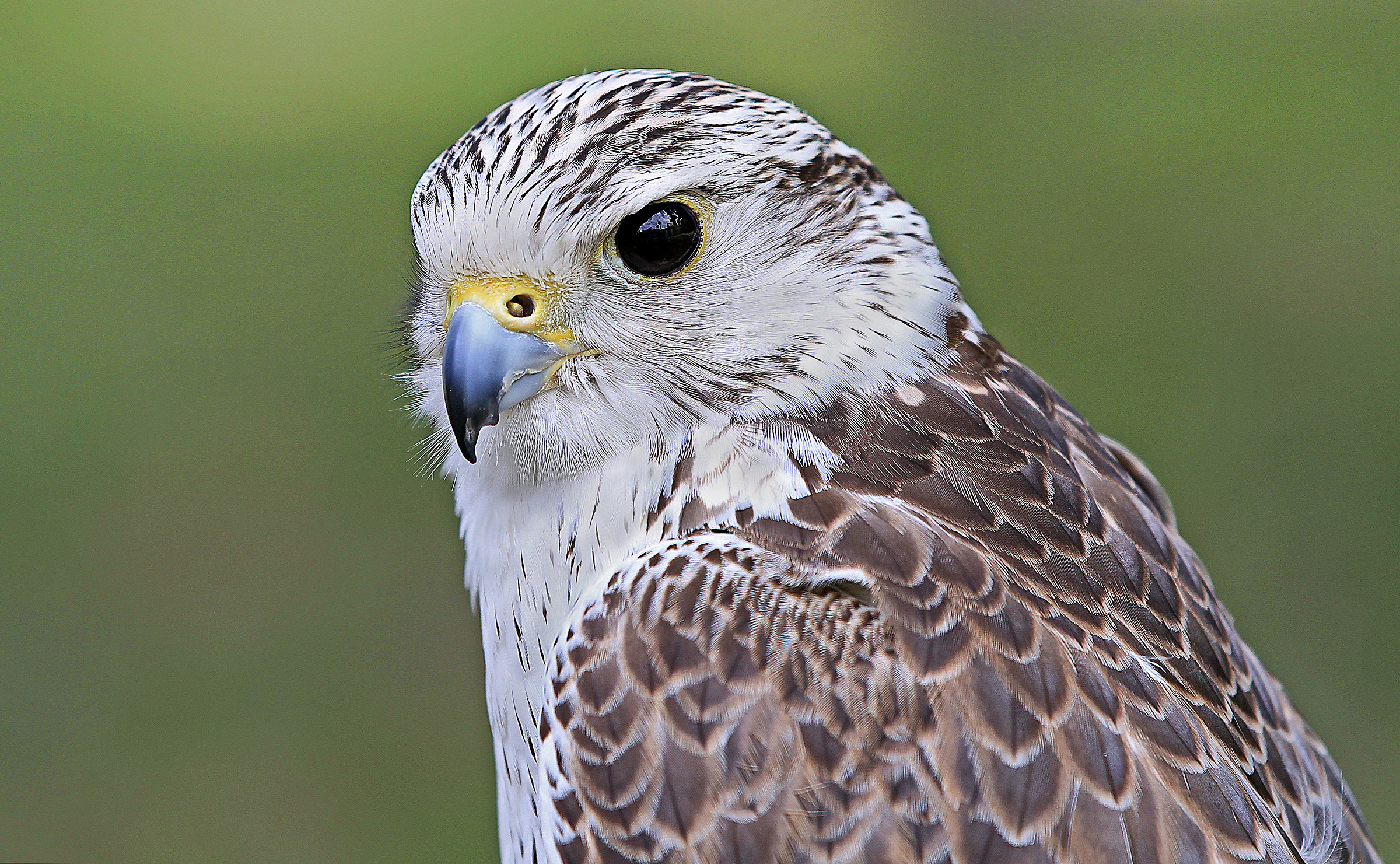 saker falcon