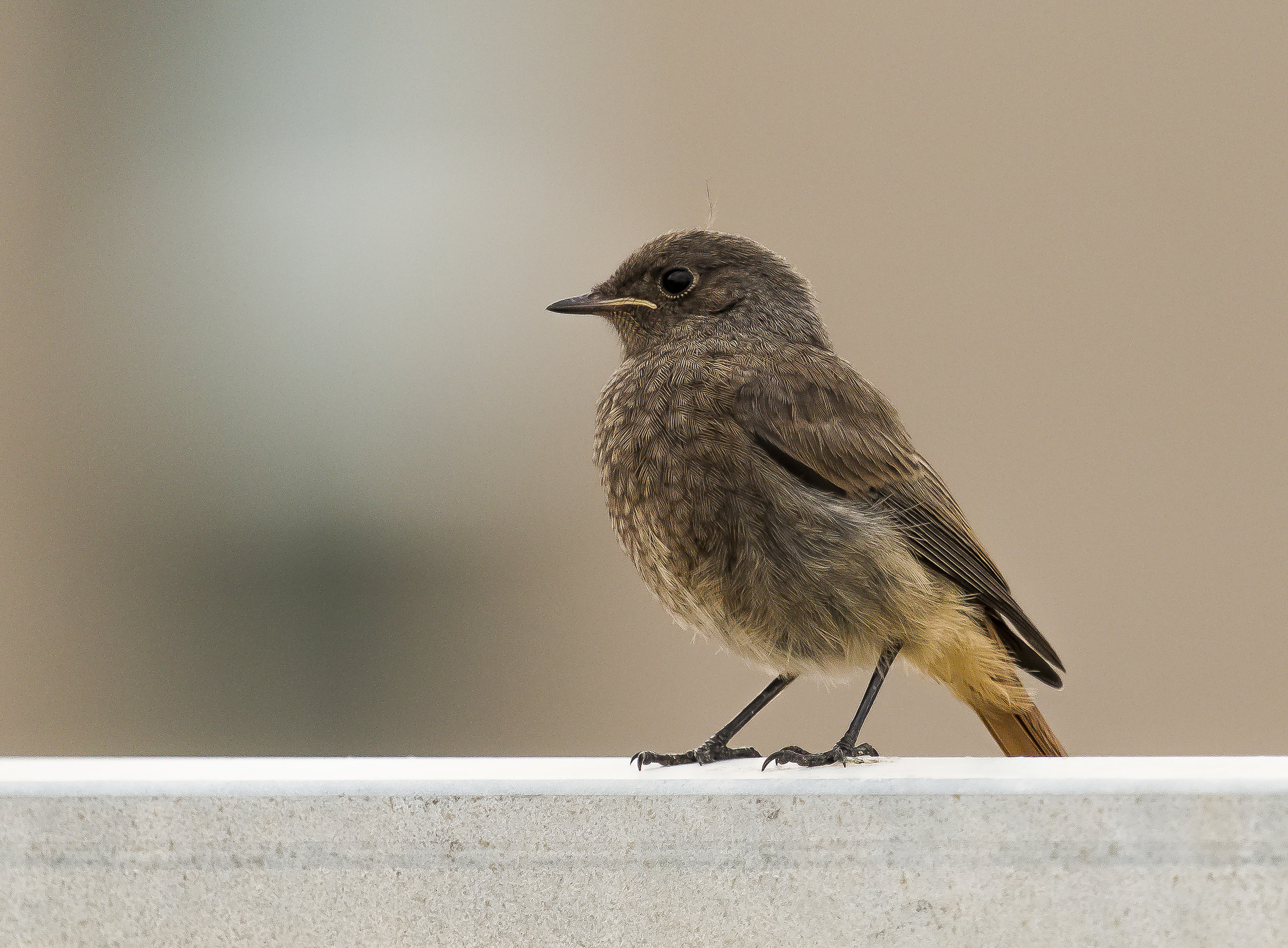 young Redstart