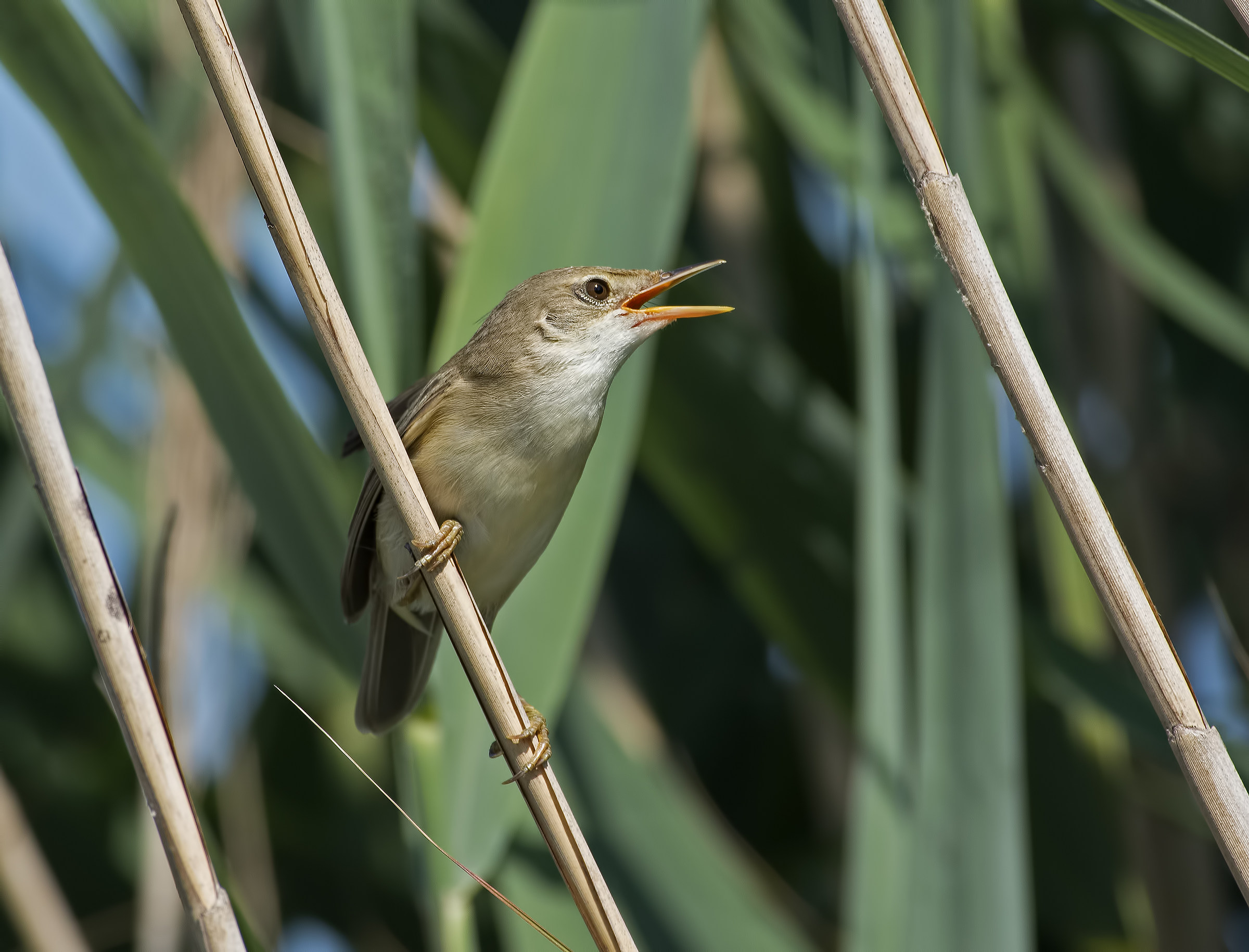 Reed warbler!