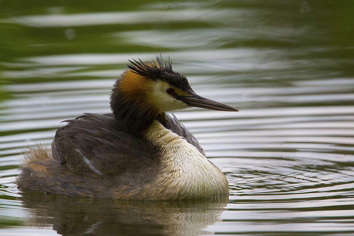 grebe