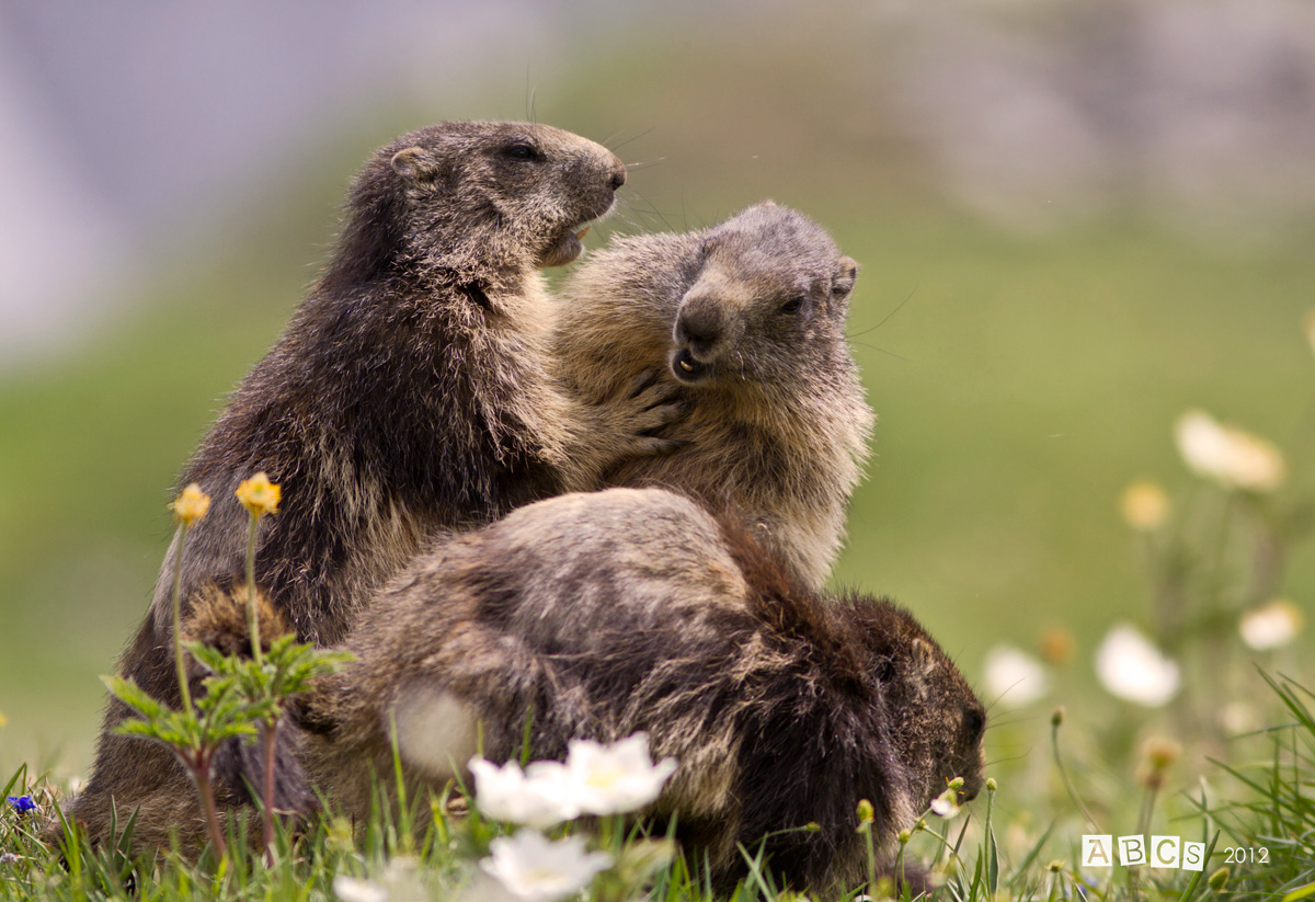 there is no two without three