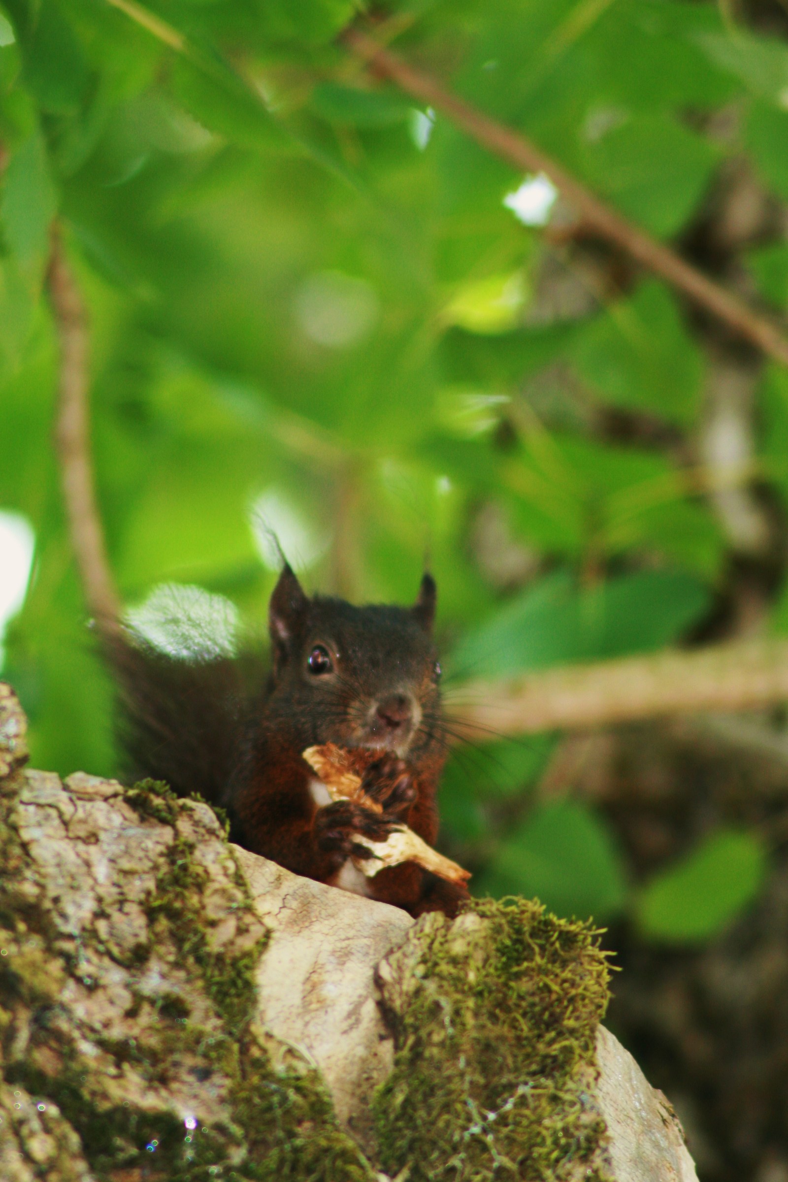 The campsite squirrel