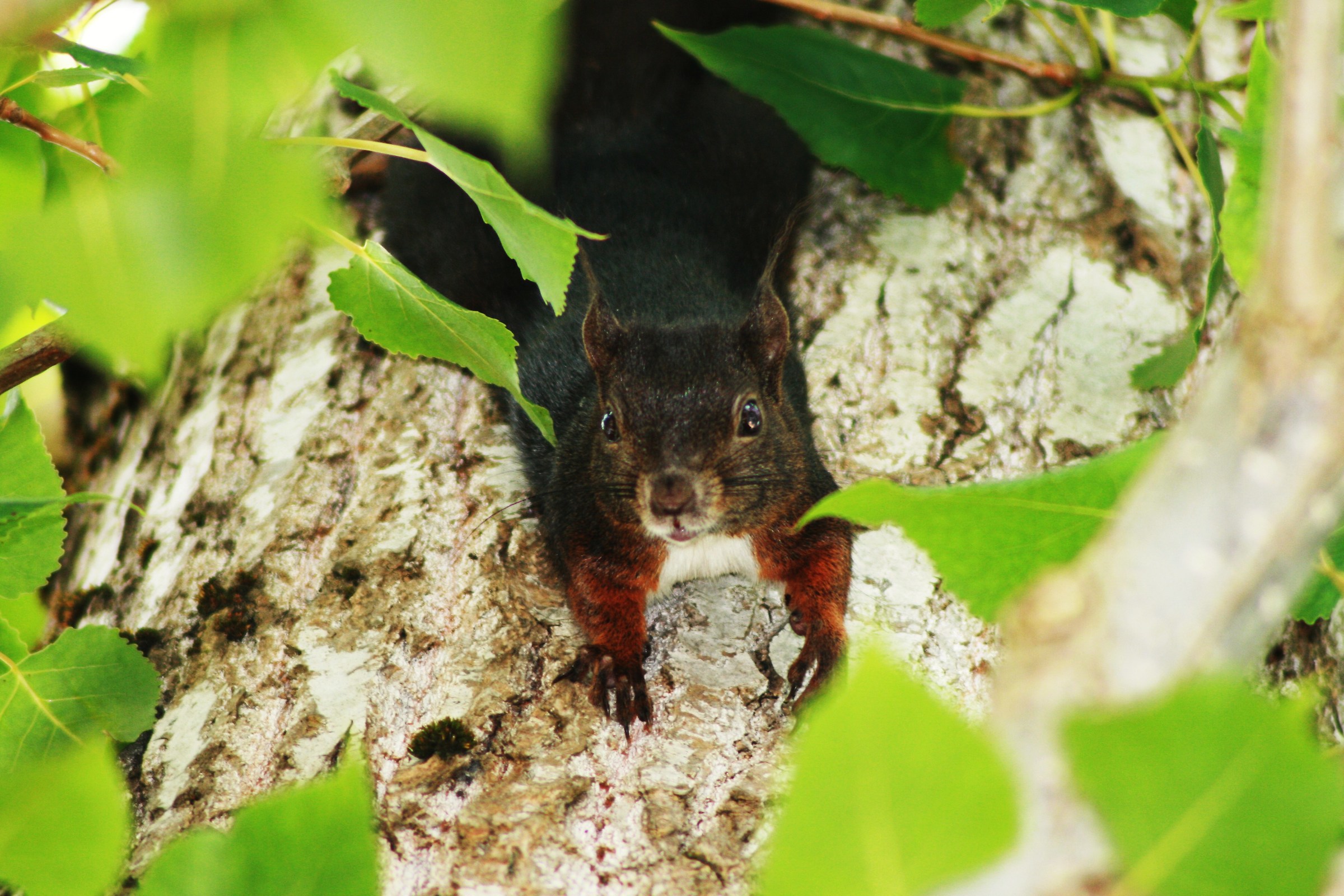 the campsite the squirrel