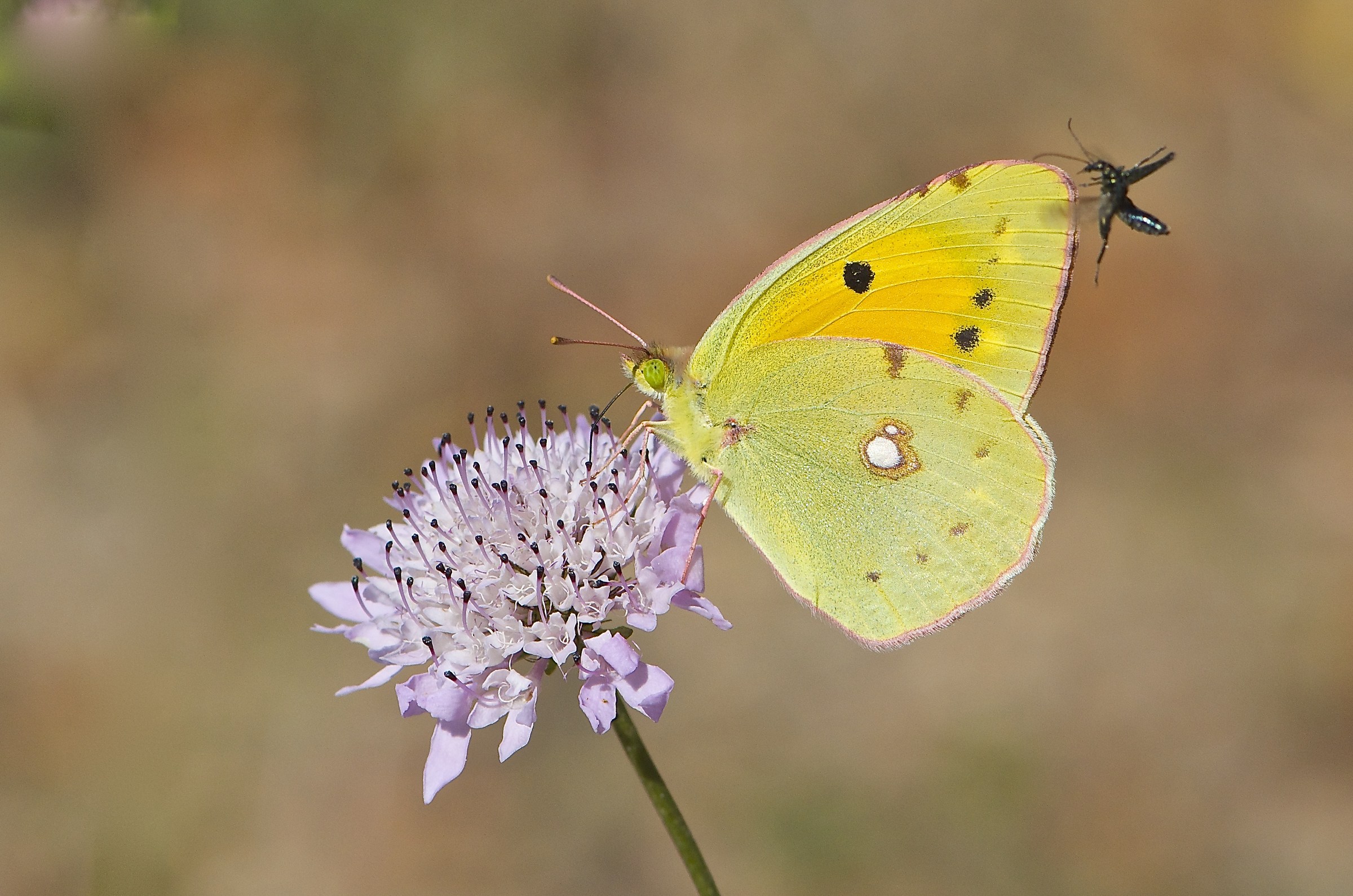 Colias crocea