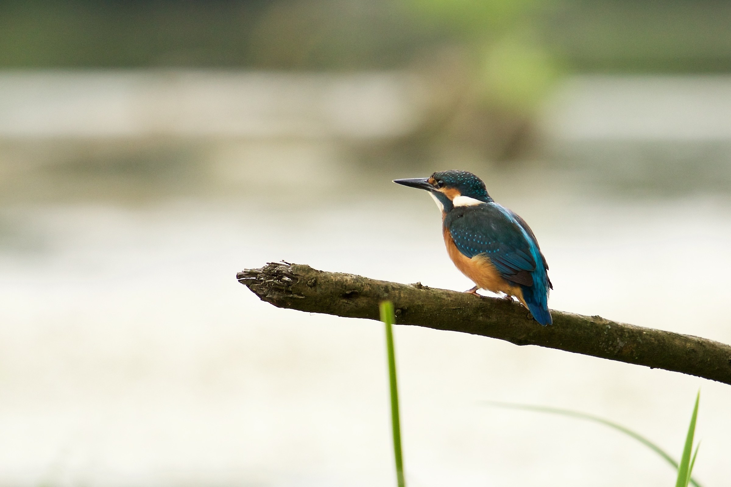 Kingfisher