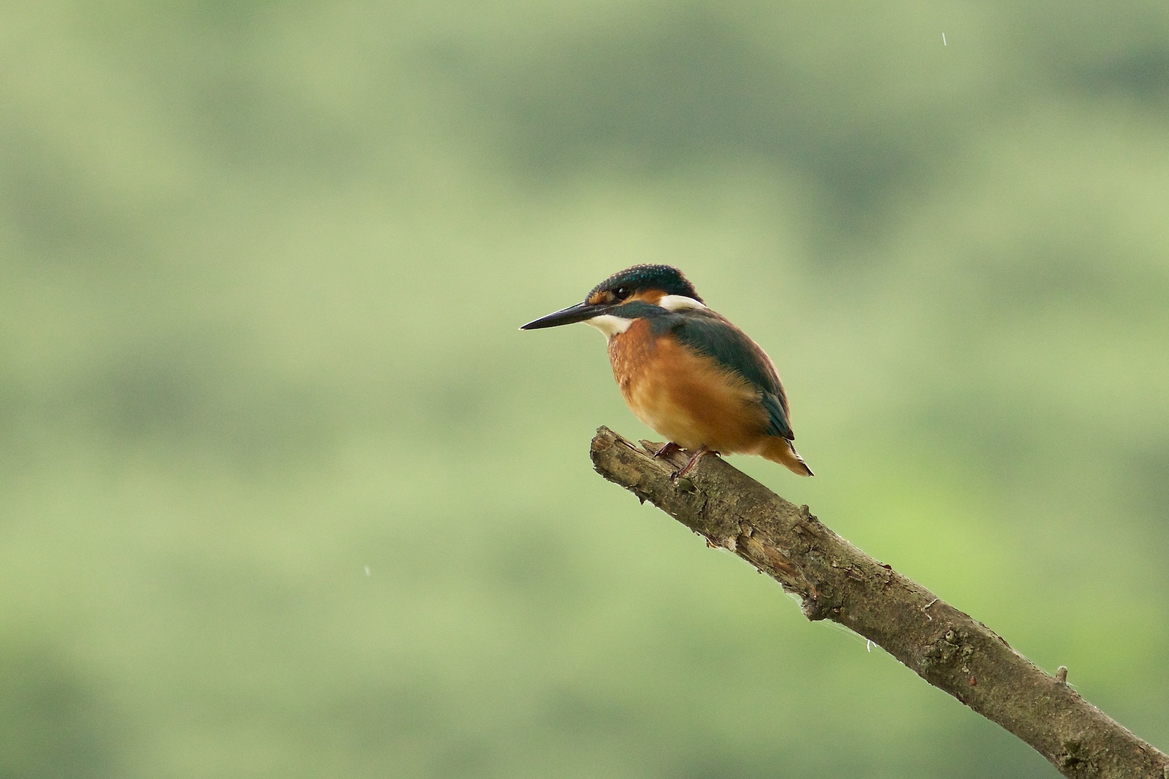 Kingfisher