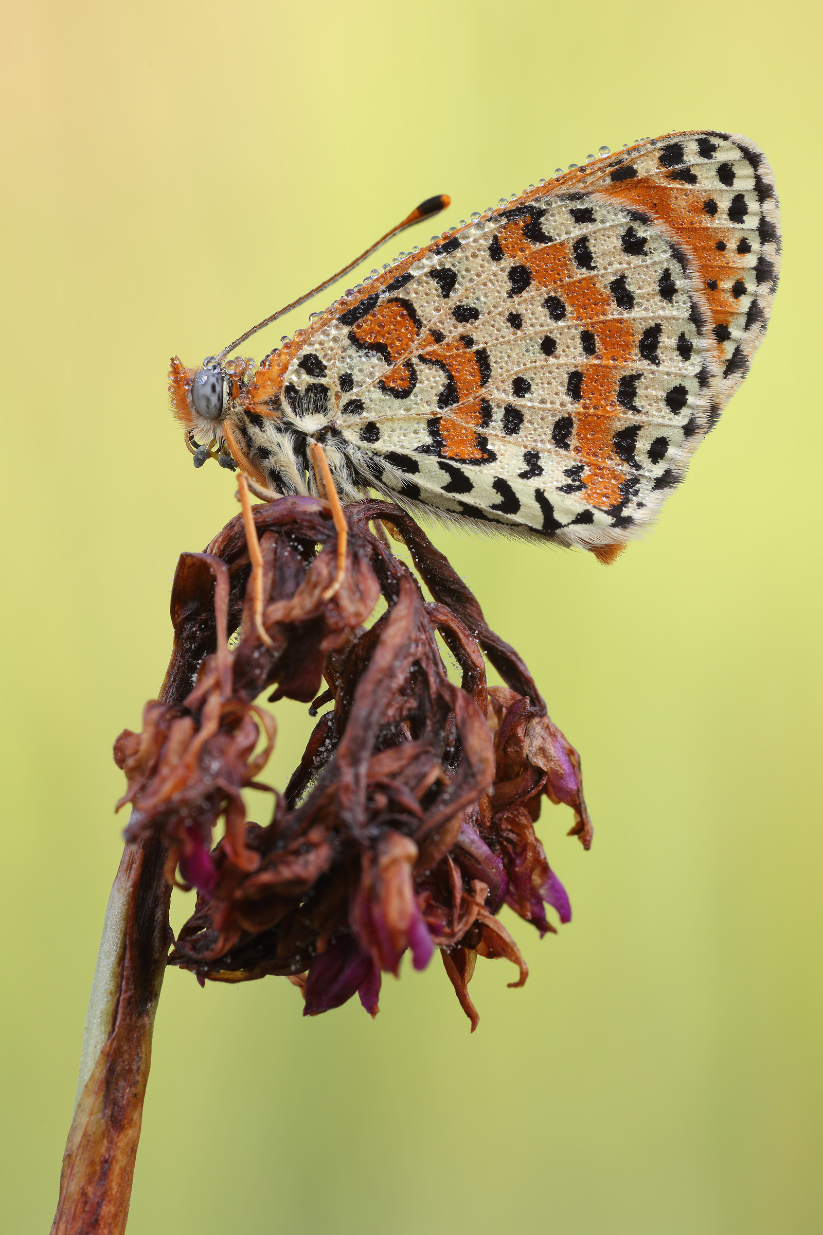 Melitaea didyma
