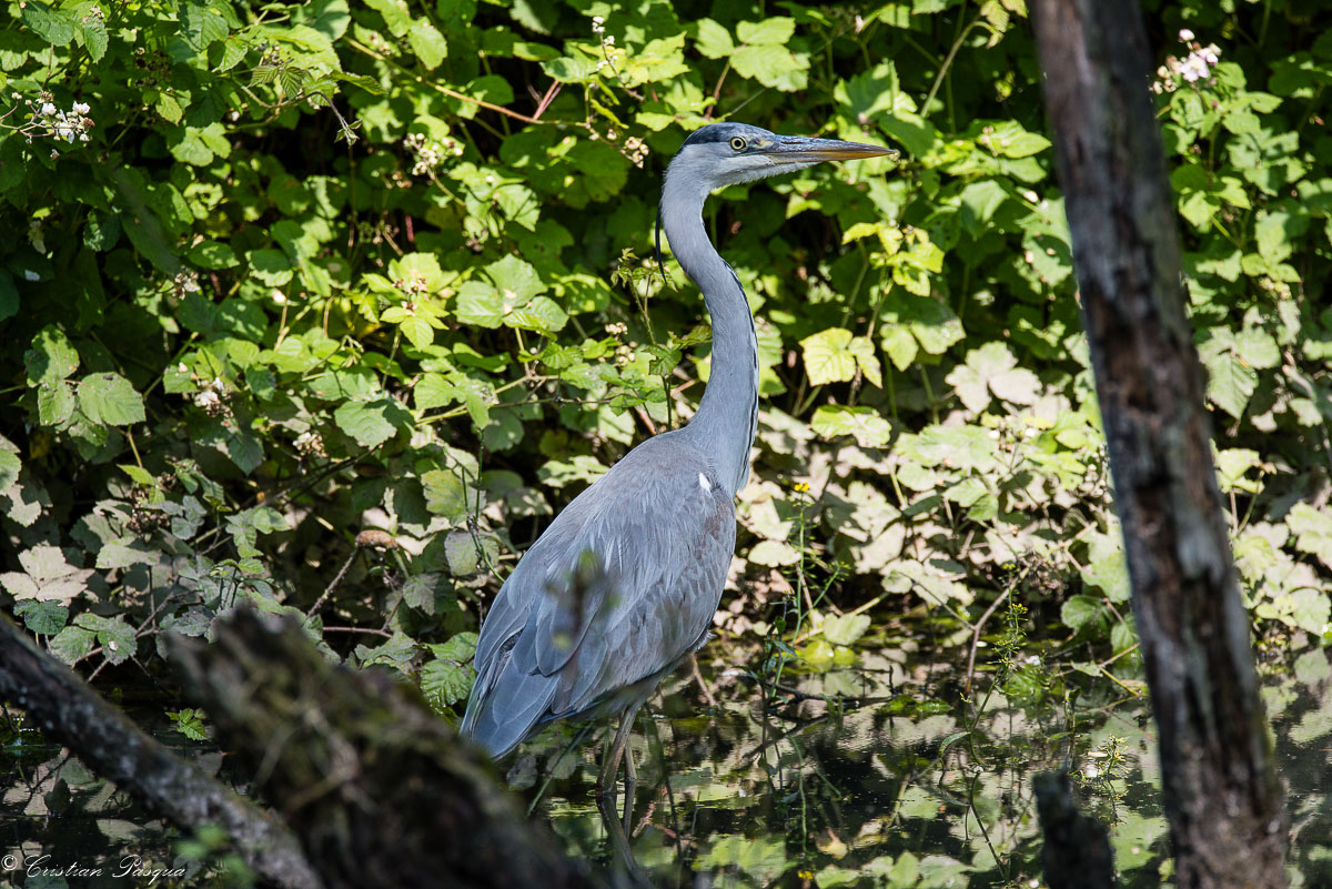 Grey Heron