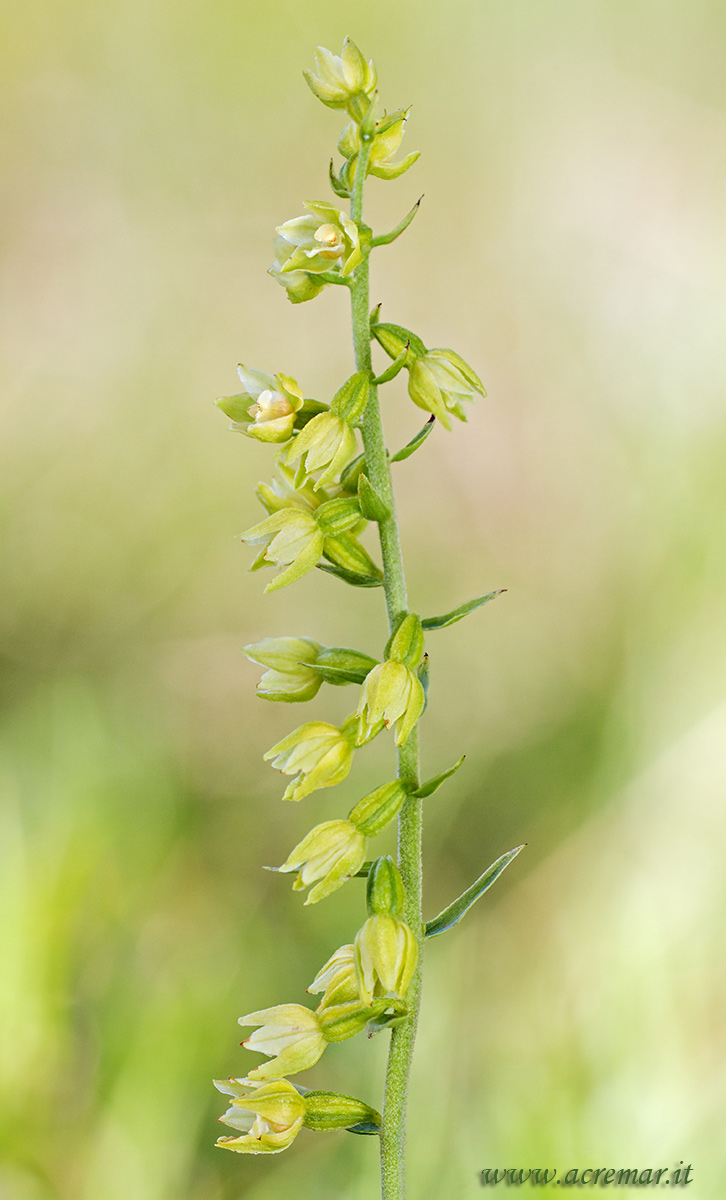 Epipactis muelleri