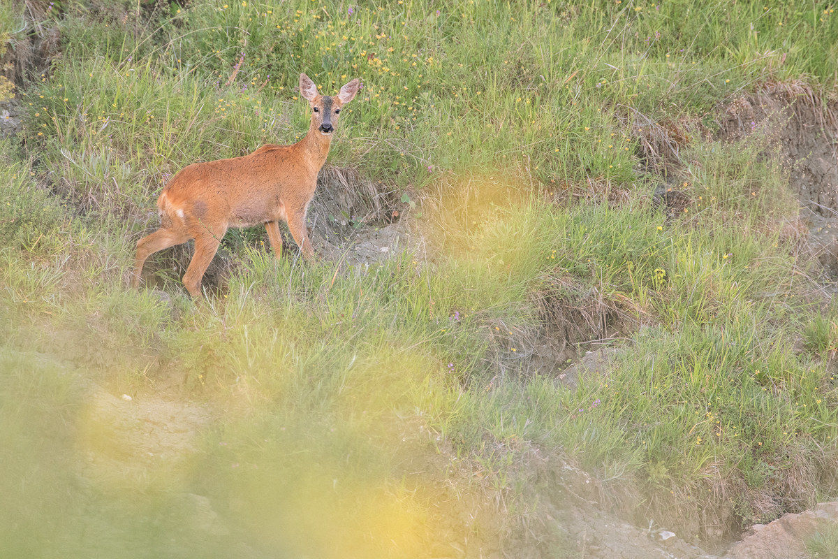 Roe deer among flowers