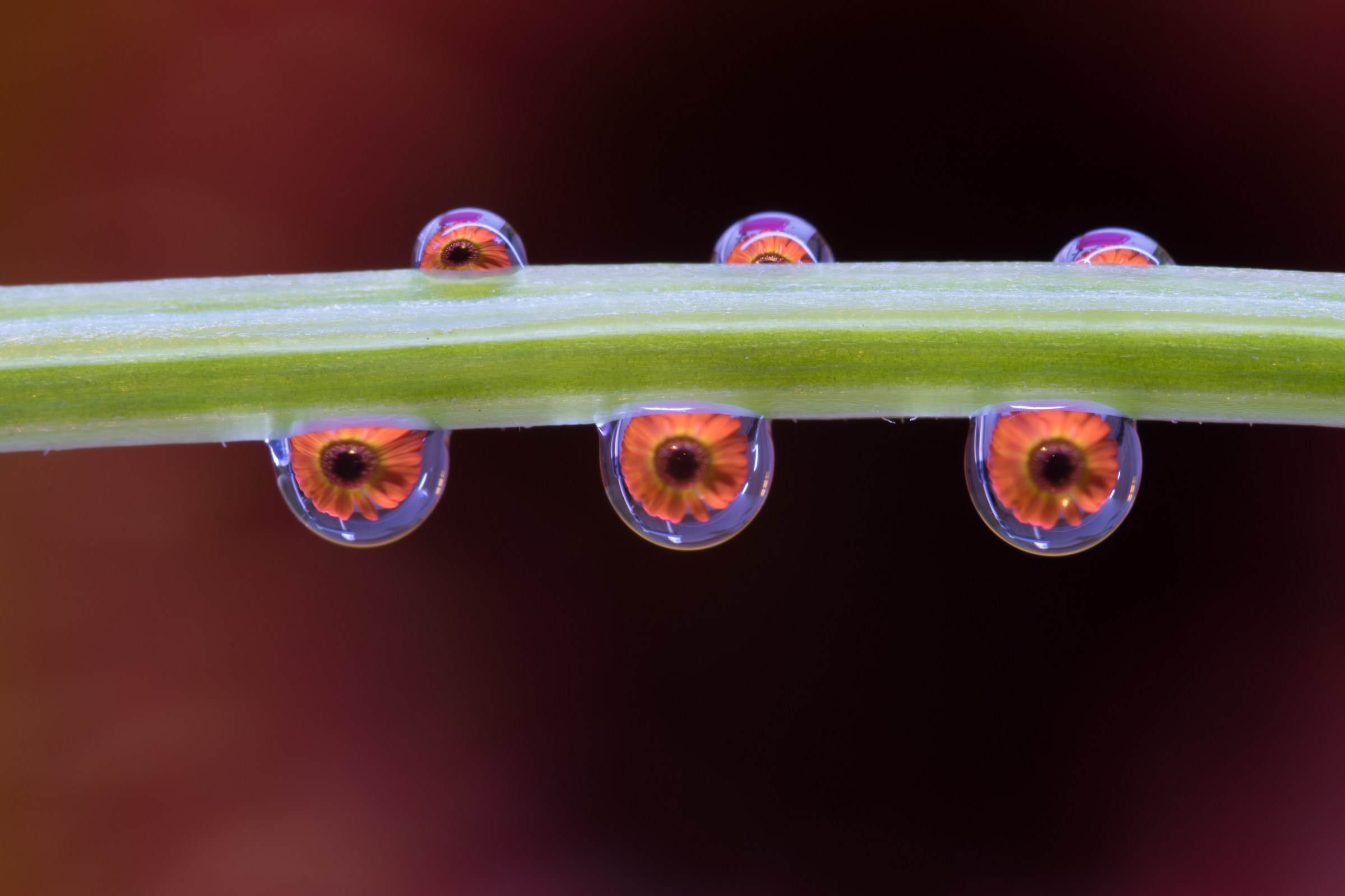 Pluriomaggio floreale in goccia