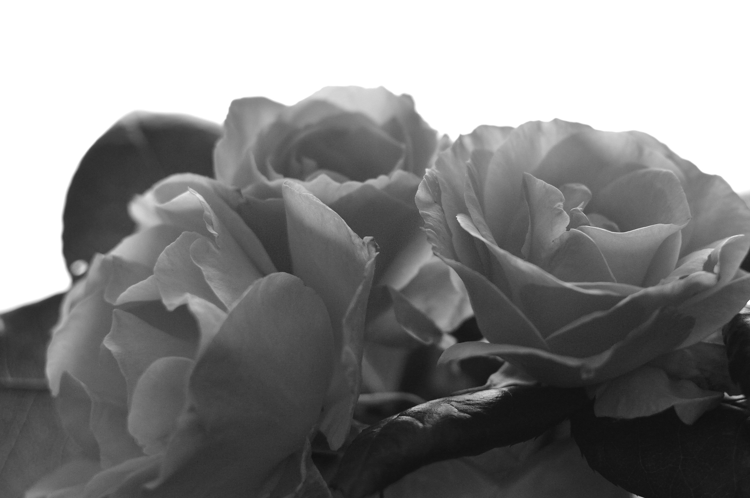 espressione rosa in b&w