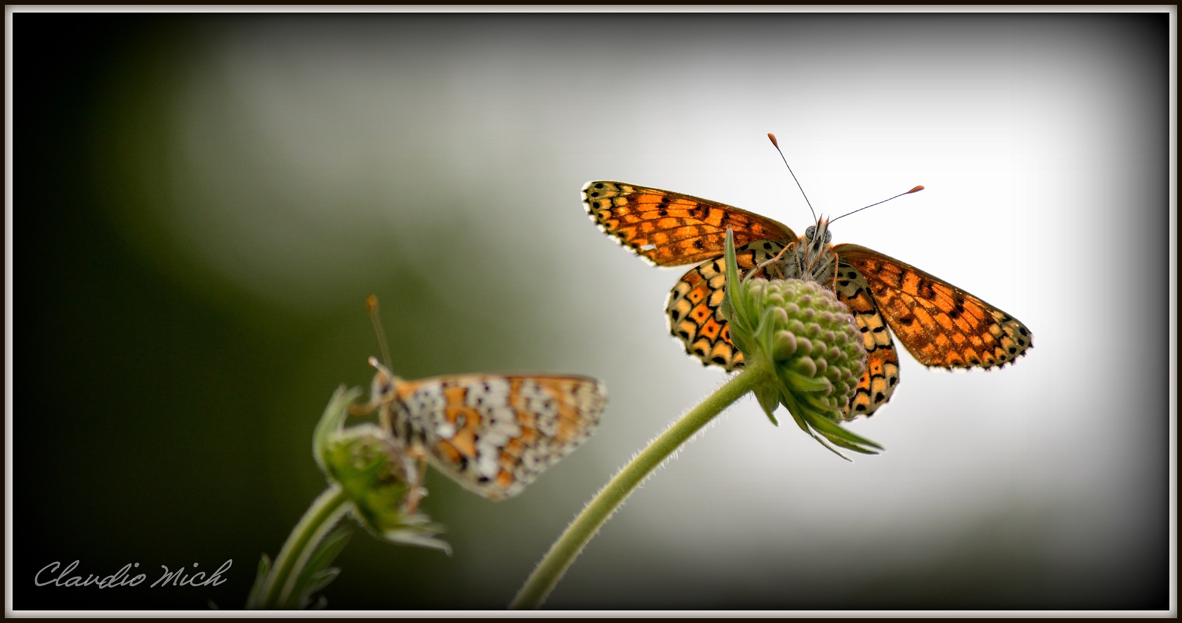 Melitaea cinxia