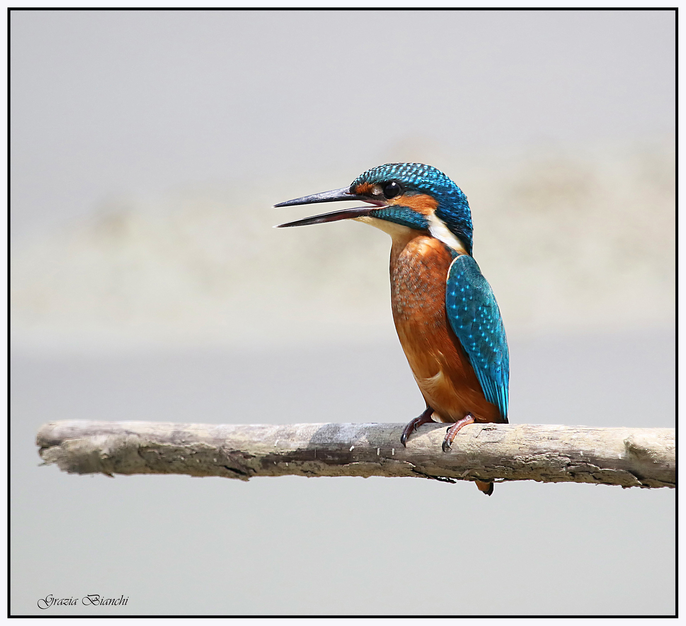 martin pescatore - Parco della Piana