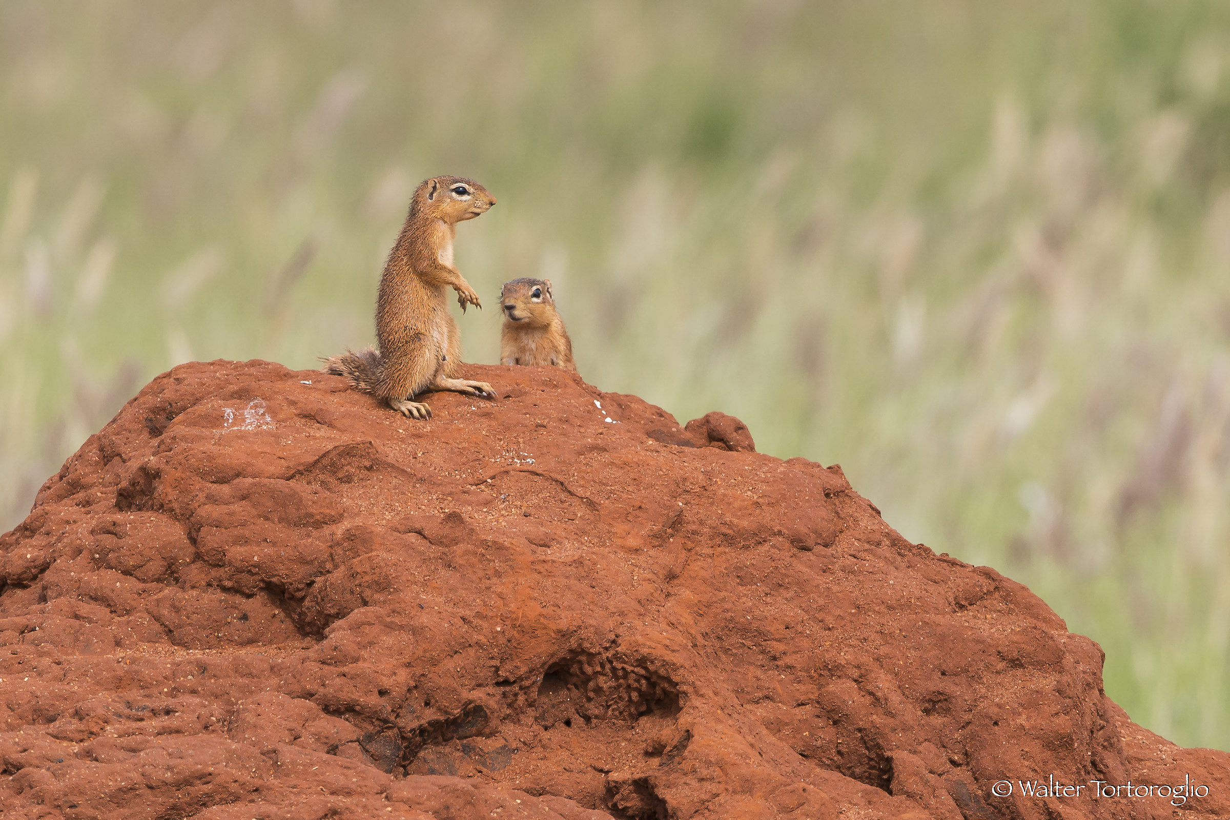 Scoiattoli di vedetta