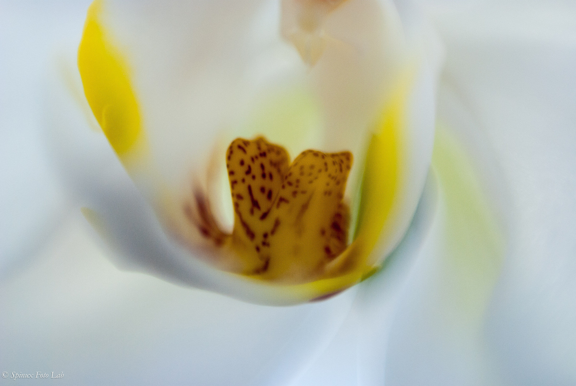 Orchid 1