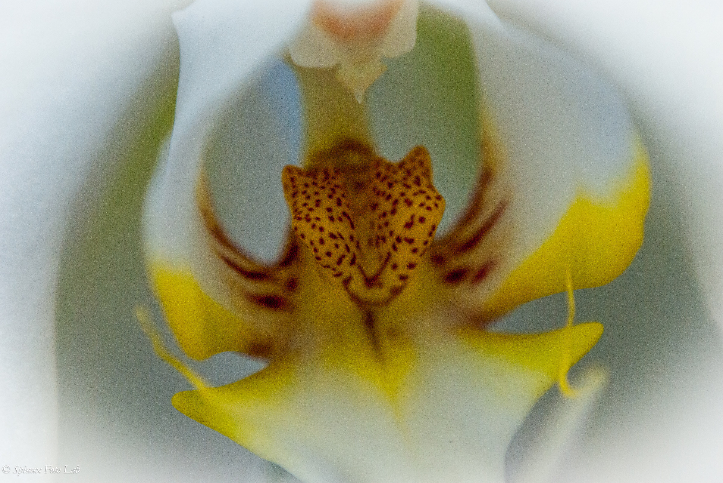 Orchid 4
