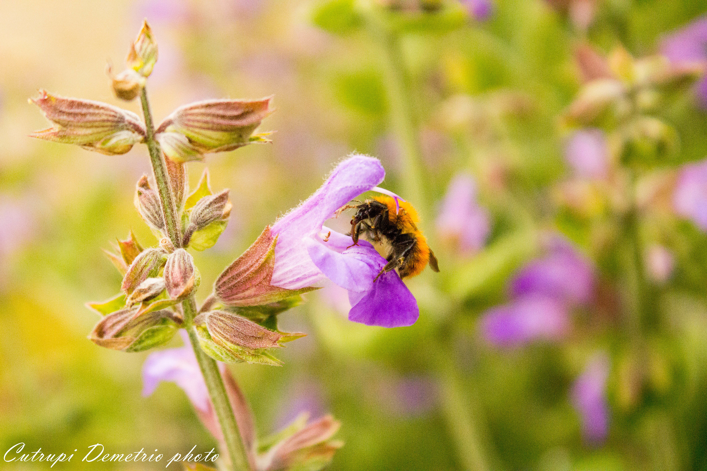 bee on flower