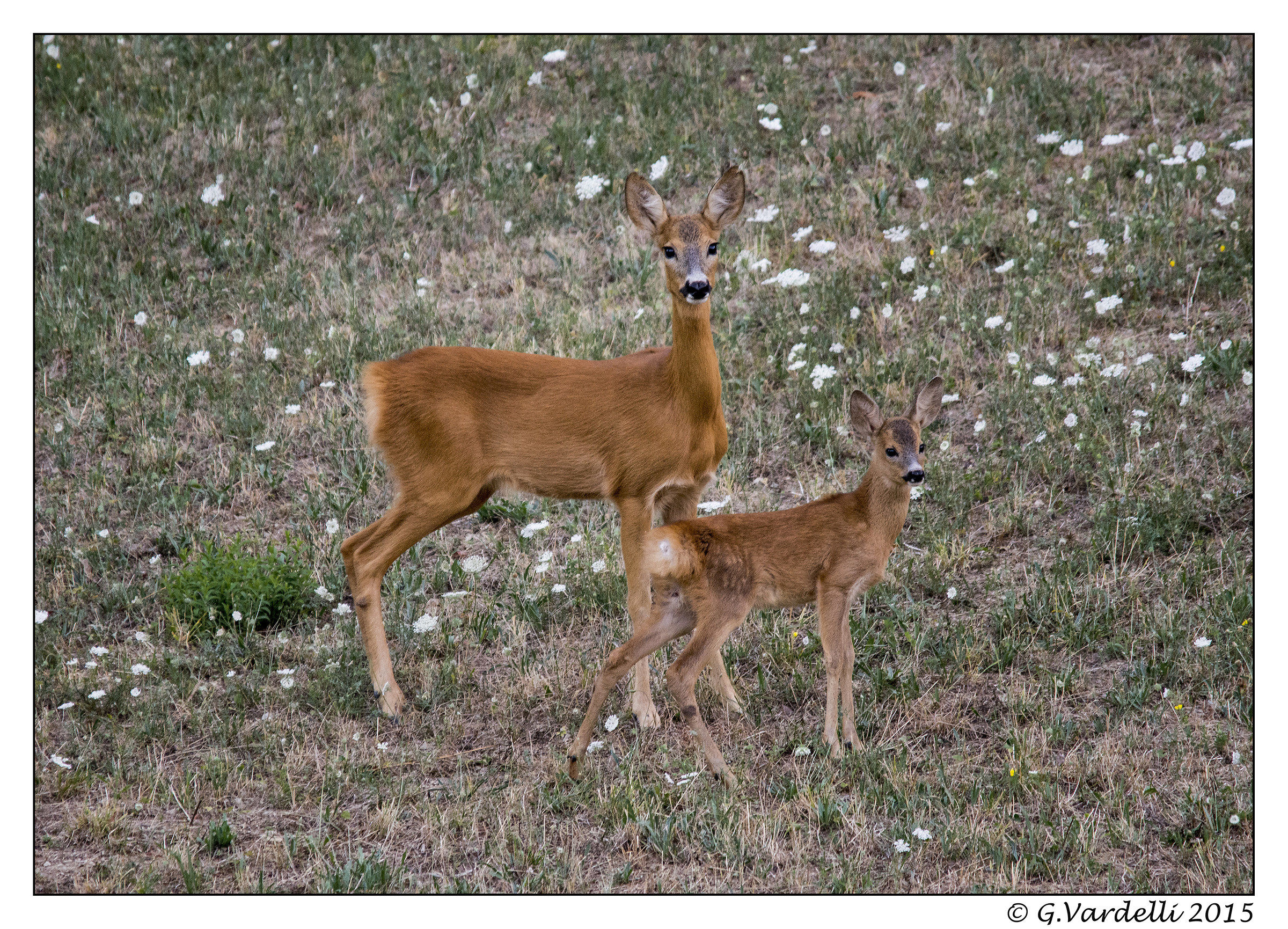 The bambi with her mom