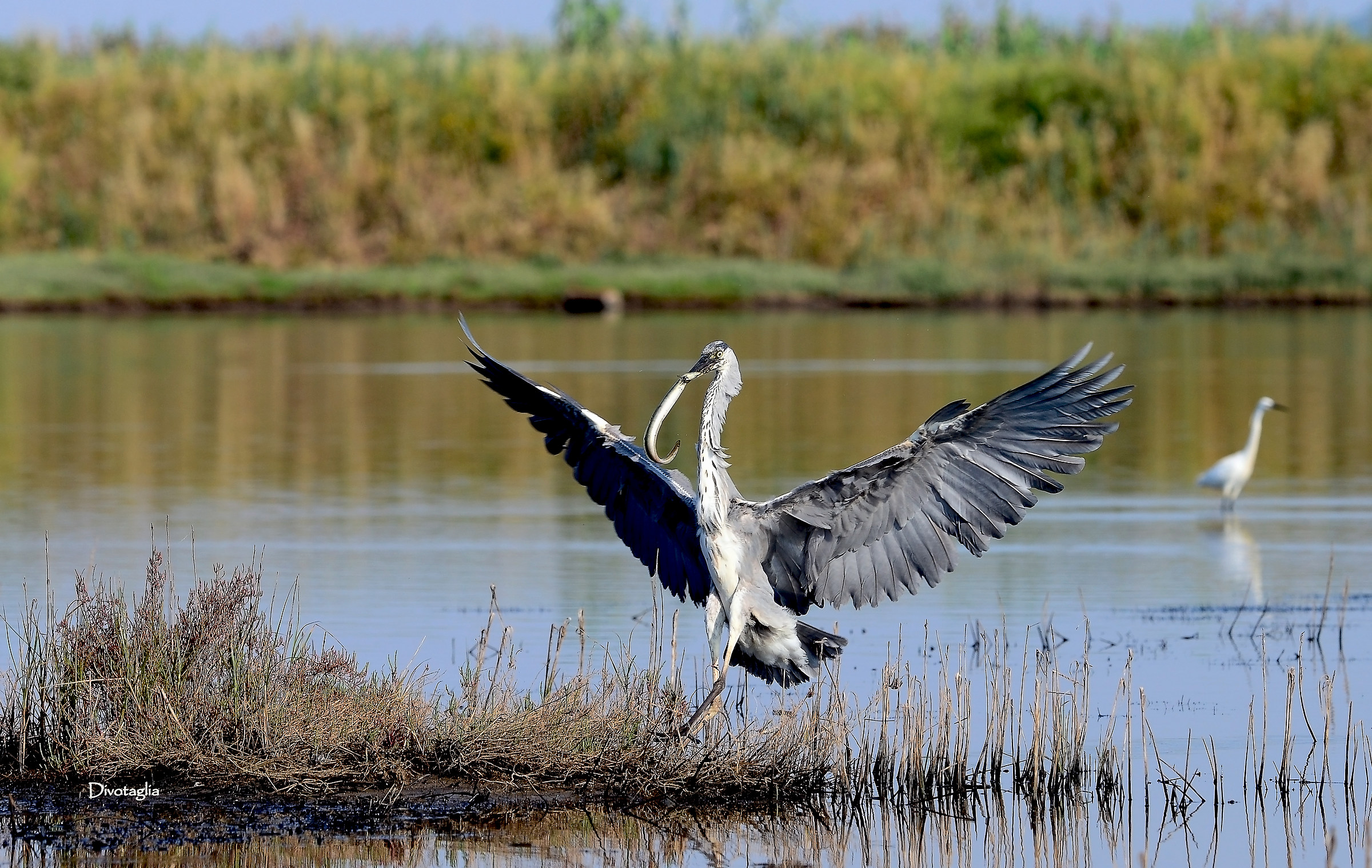 The heron and the eel