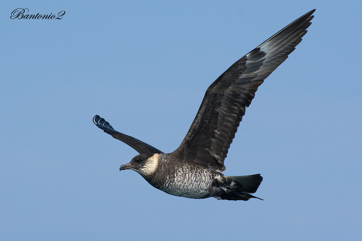 Stercorario mezzano giovane (Stercorarius pomarinus).