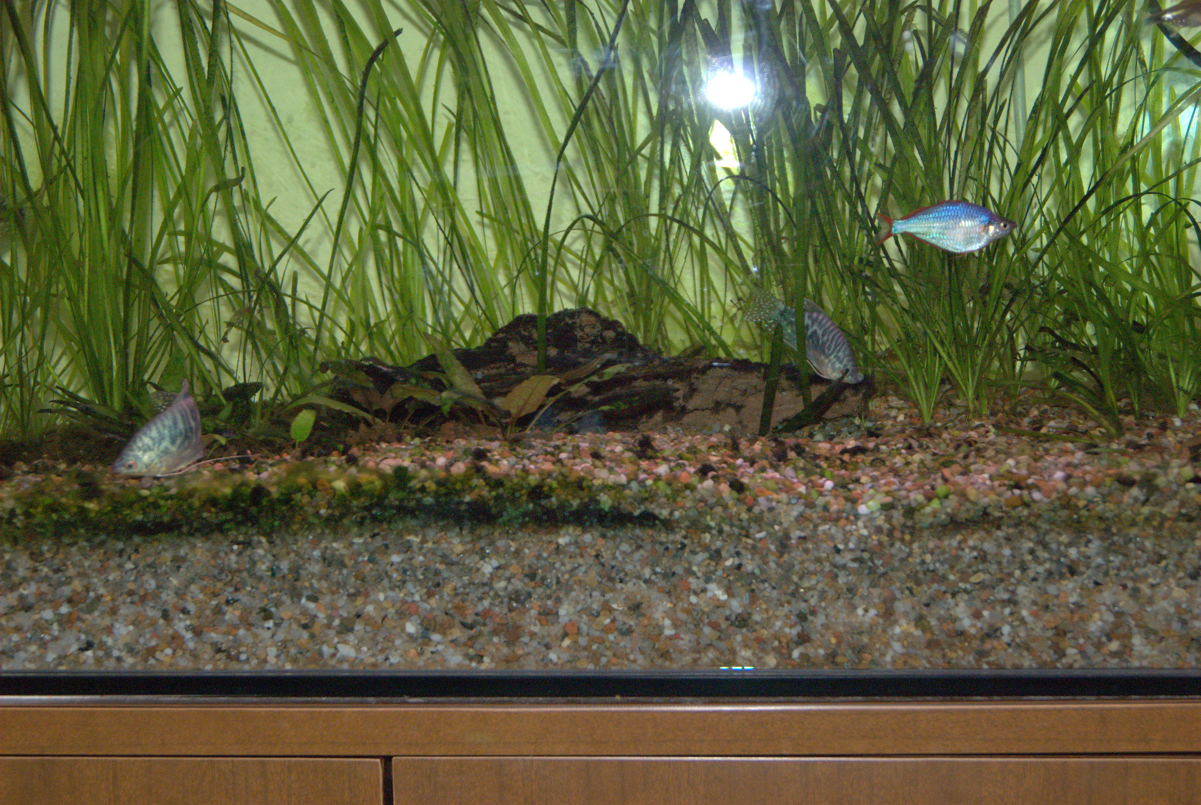 Pictures of my aquarium