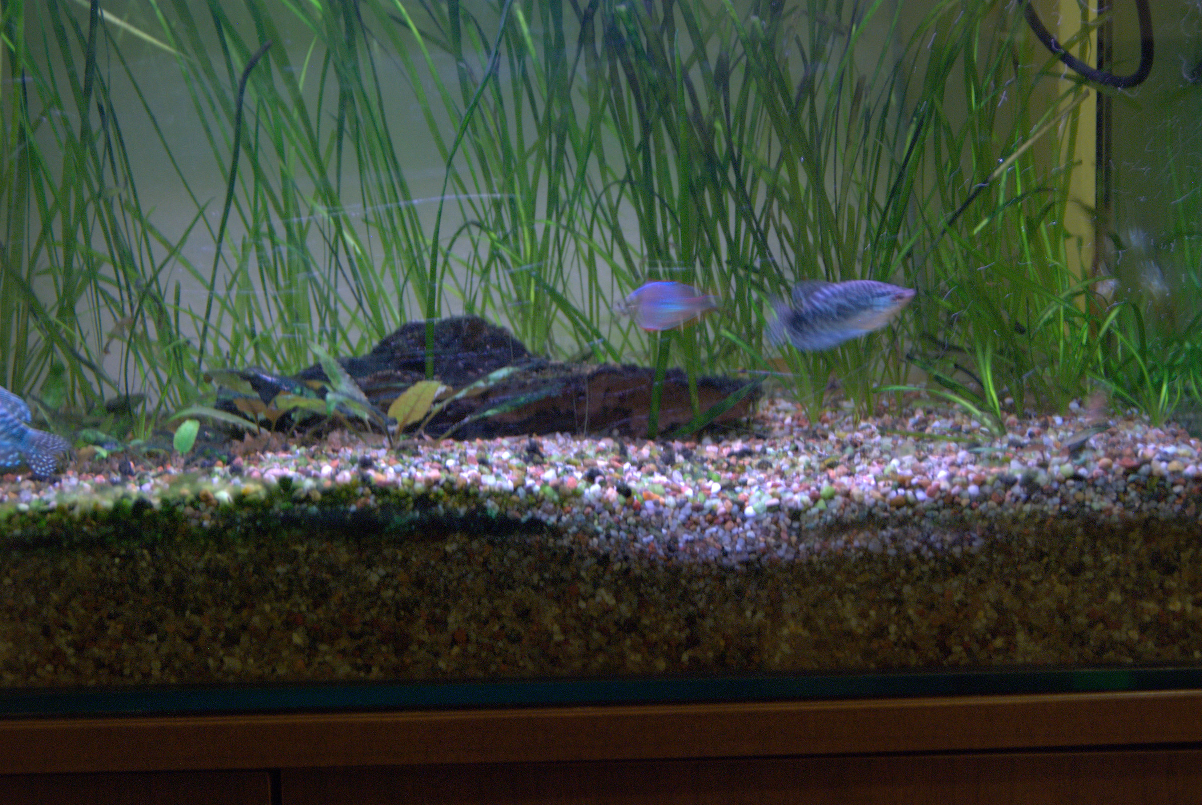 Pictures of my aquarium