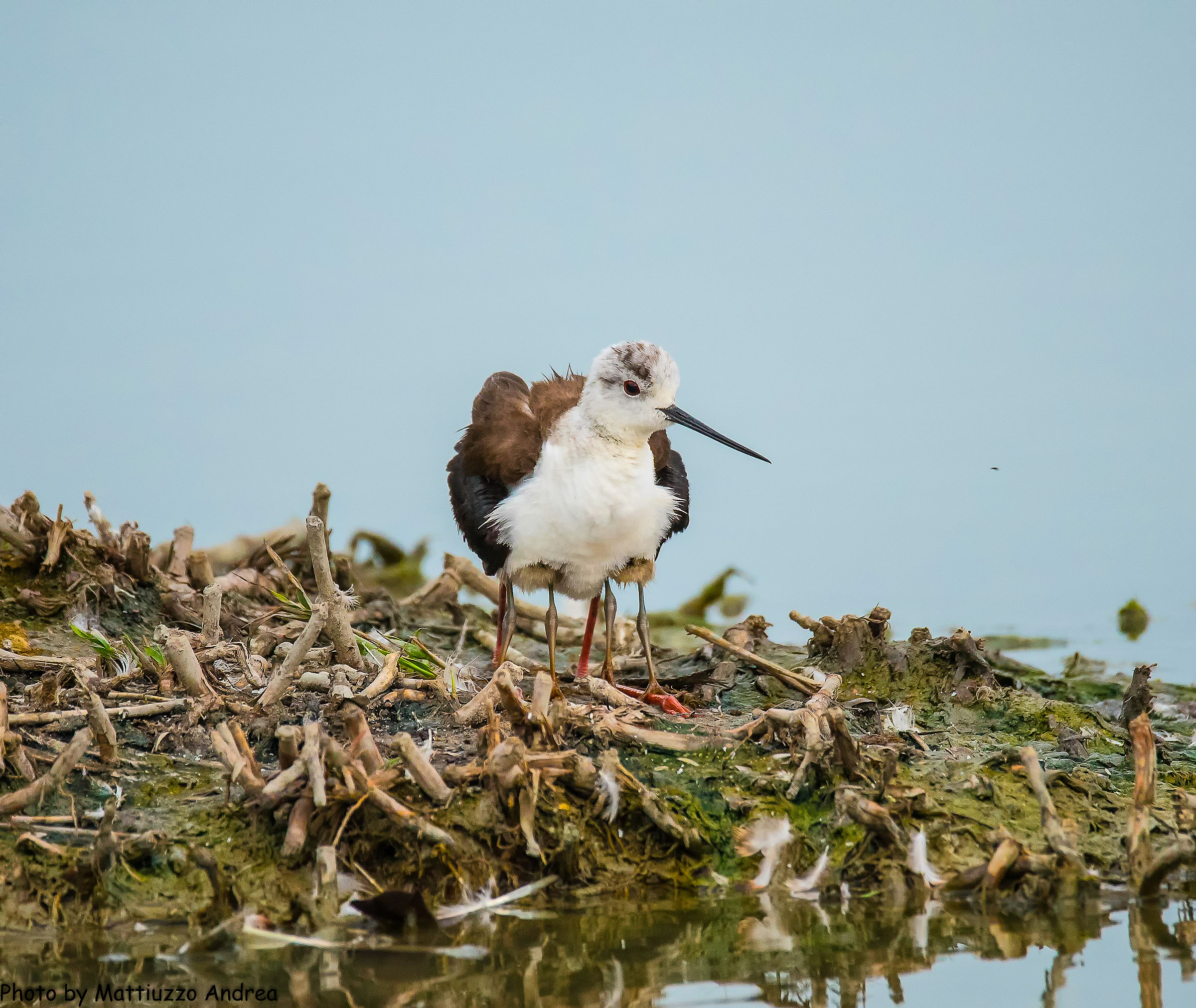 Cavaliere con 6 gambe !!!