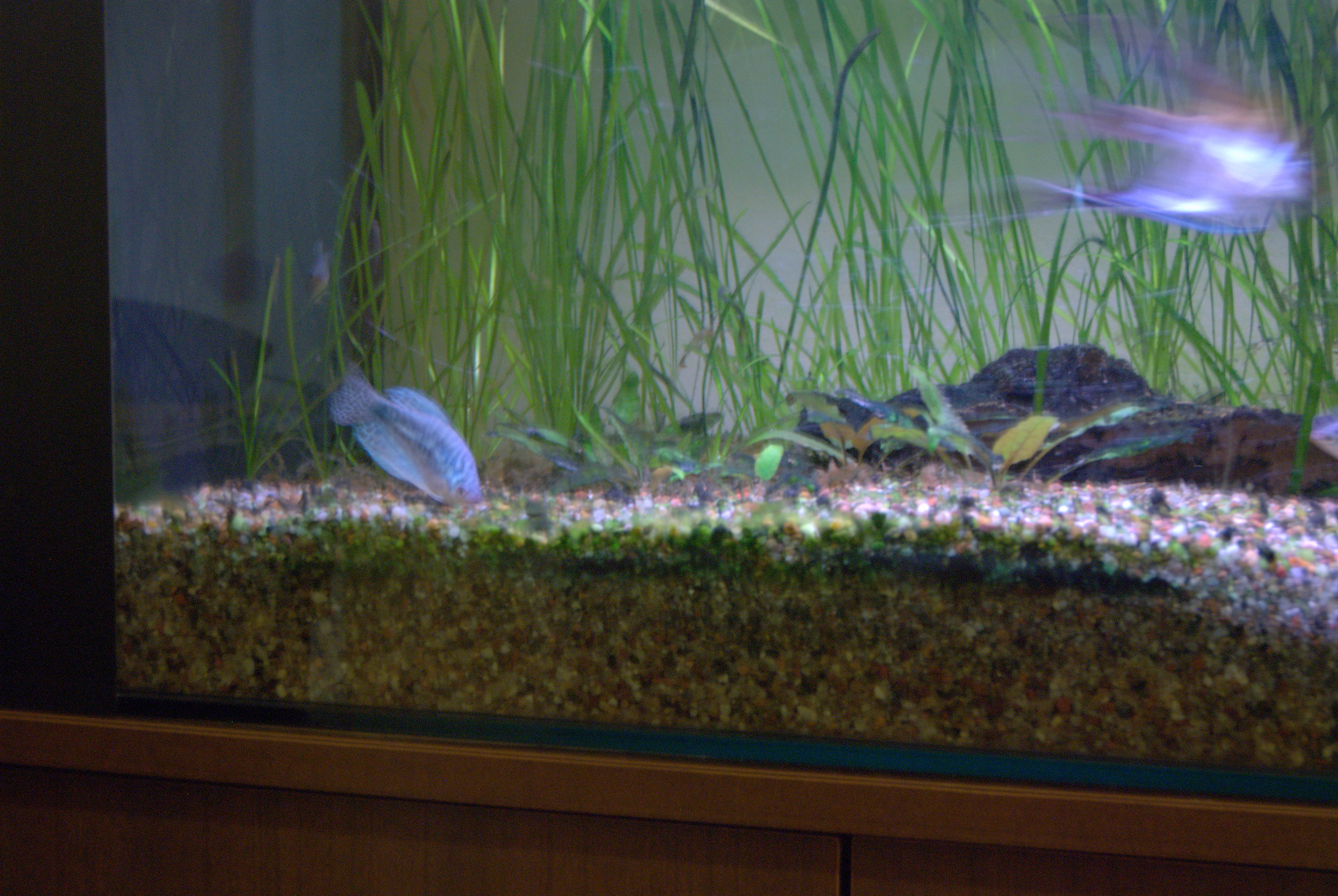 Pictures of my aquarium