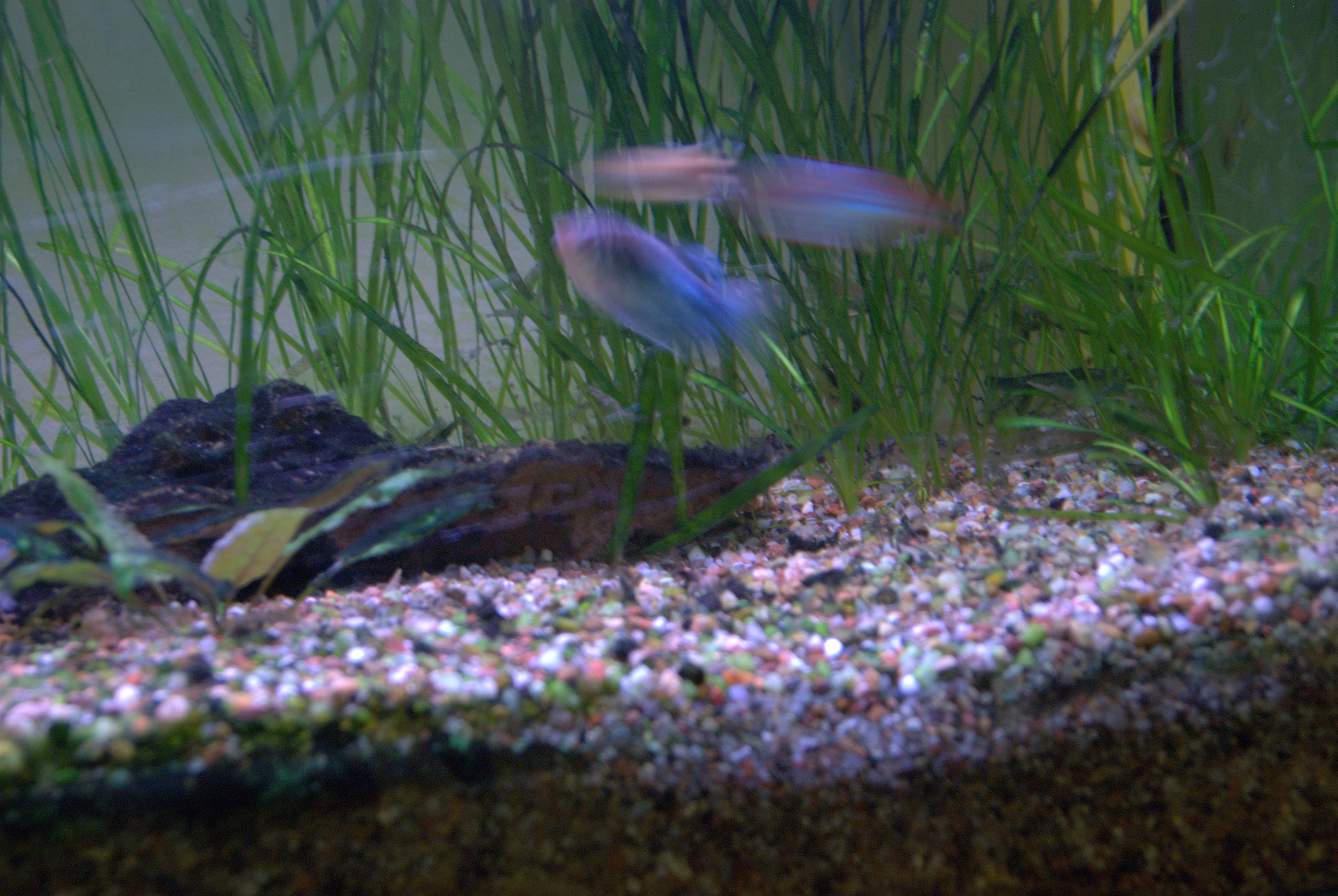 Pictures of my aquarium