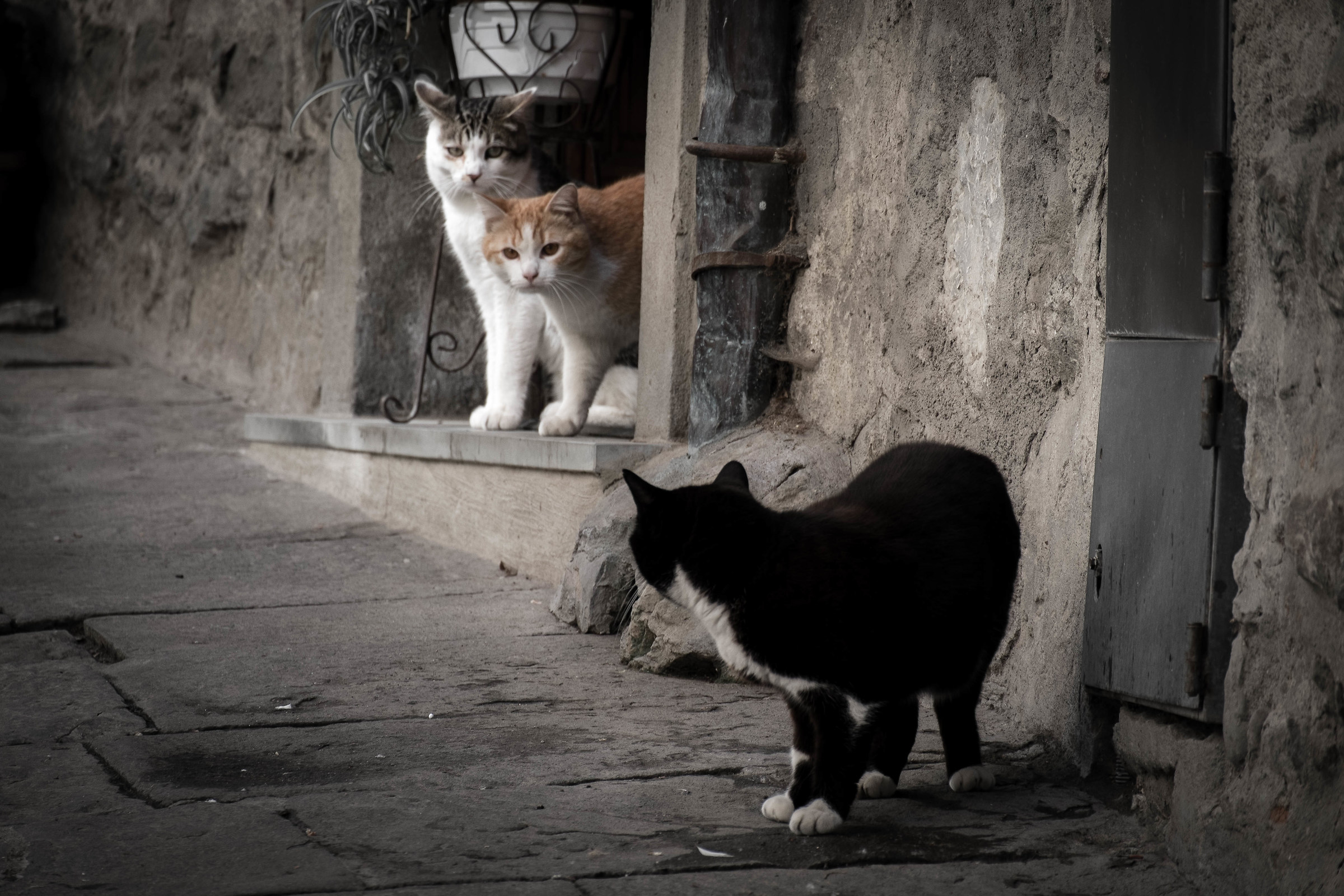 Cats in Cortona