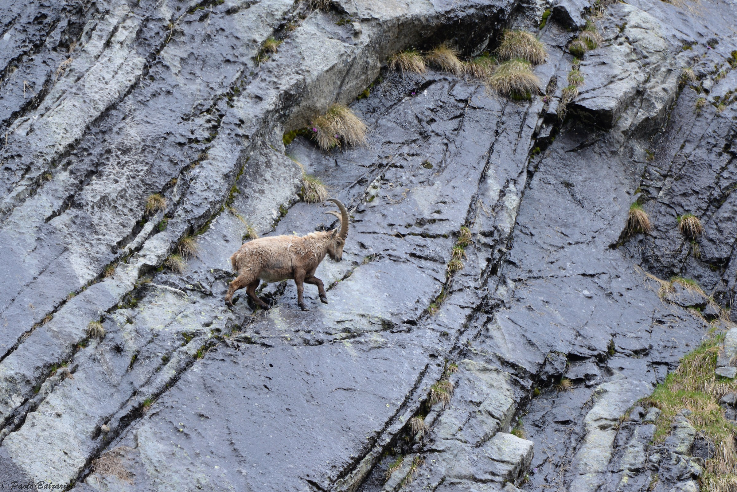 The ibex of the Alps