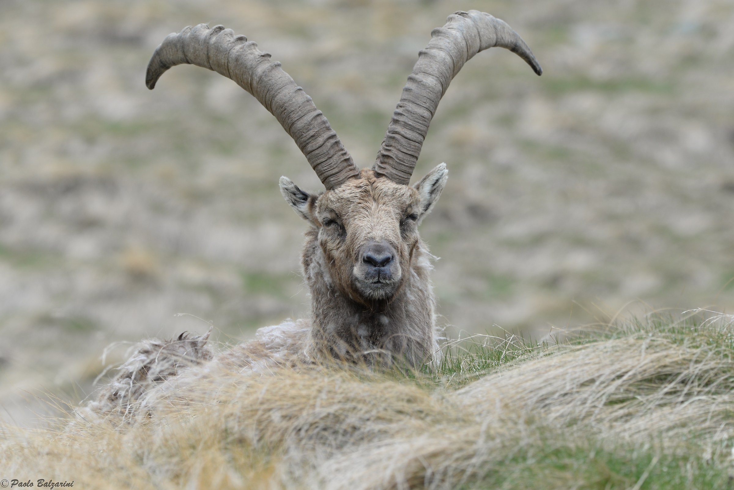 The ibex of the Alps
