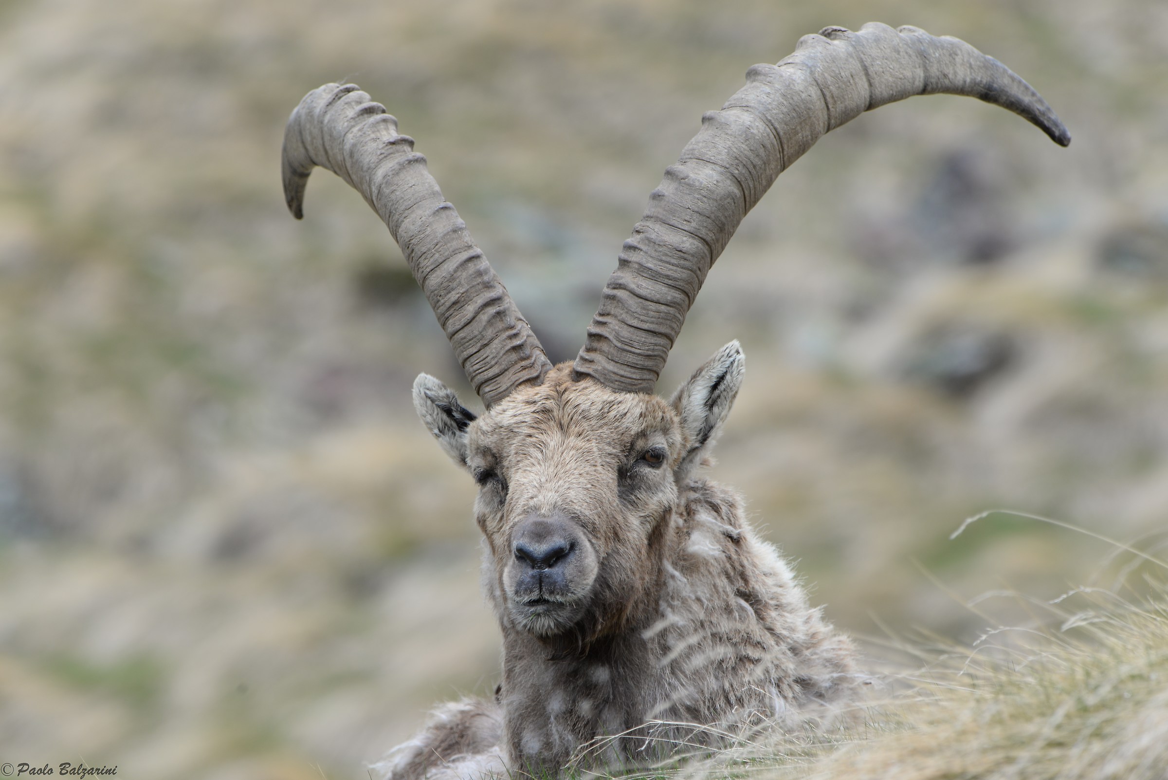The ibex of the Alps
