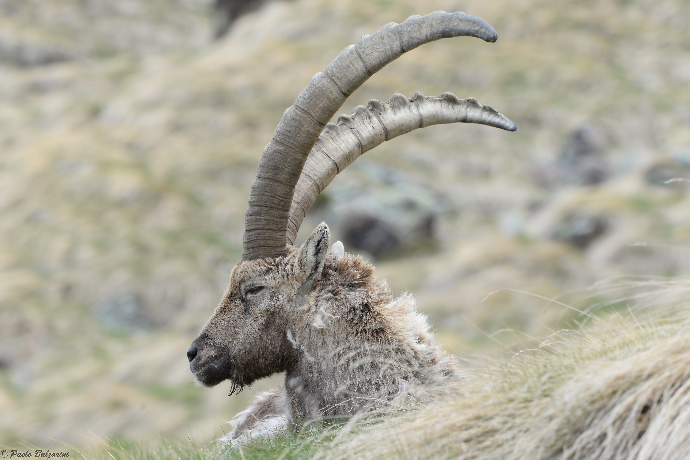 The ibex of the Alps