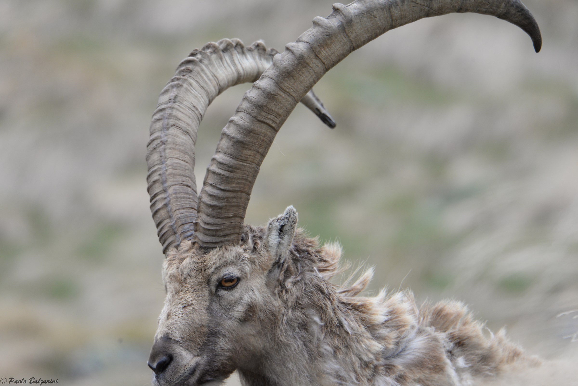 The ibex of the Alps