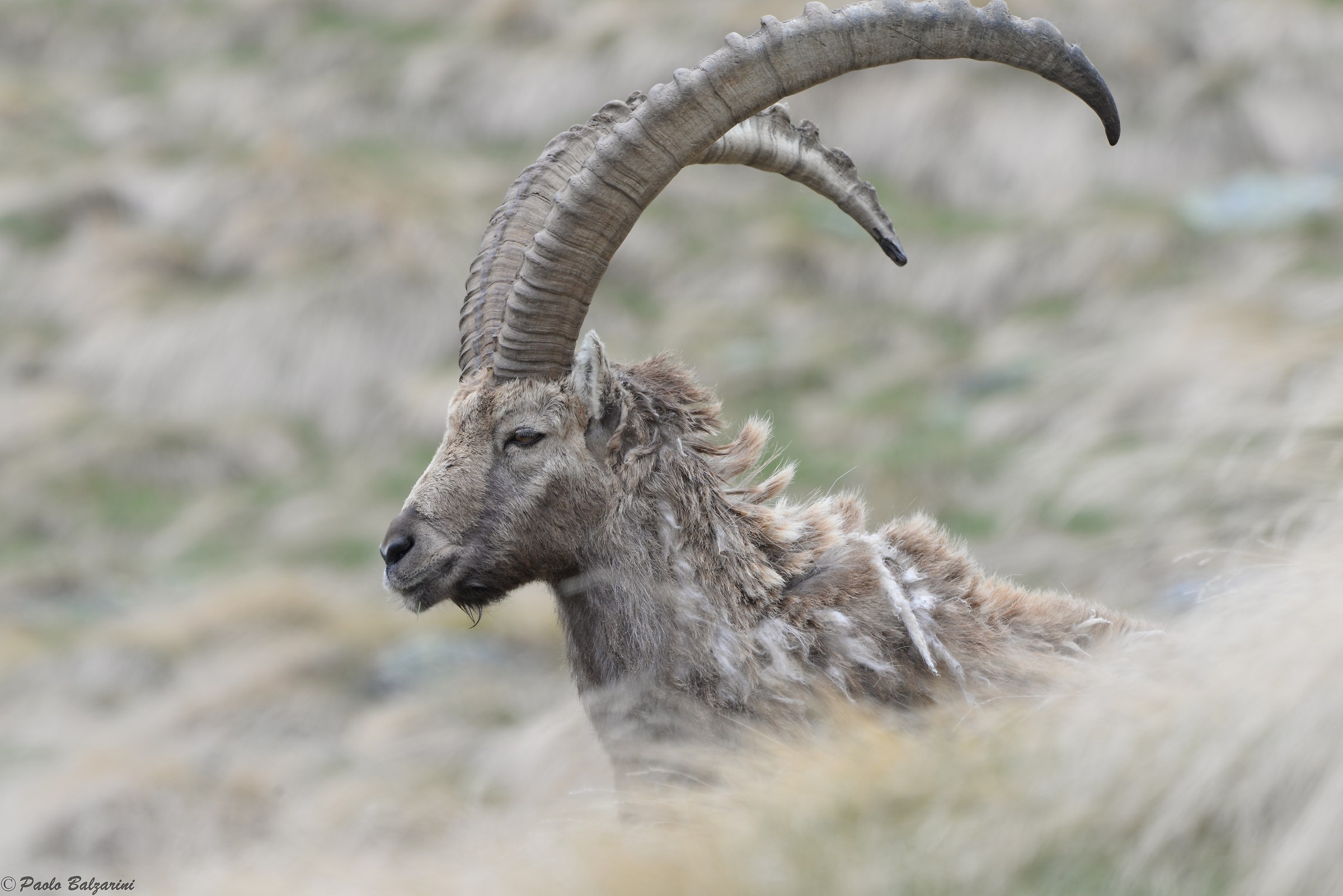 The ibex of the Alps