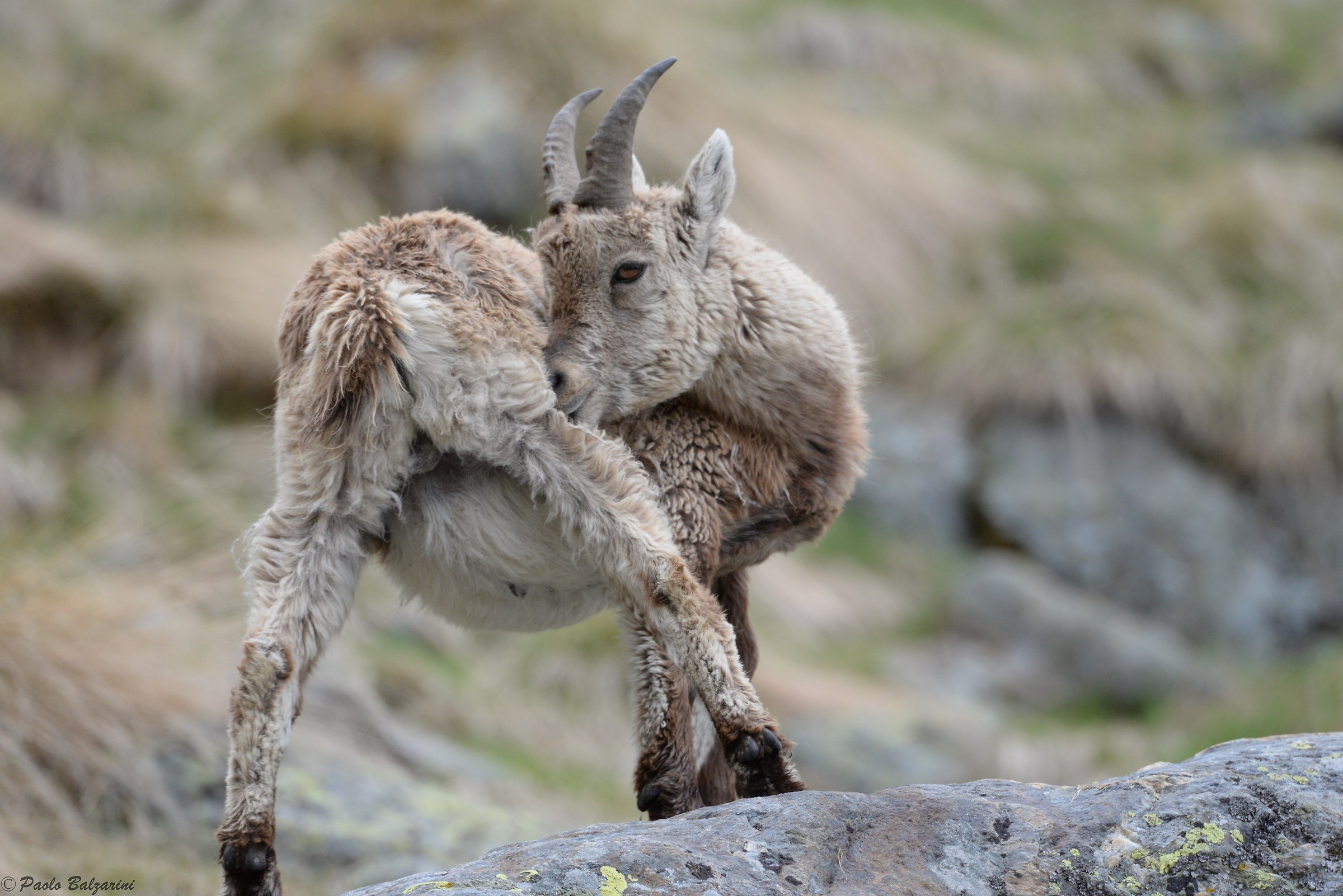 The ibex of the Alps