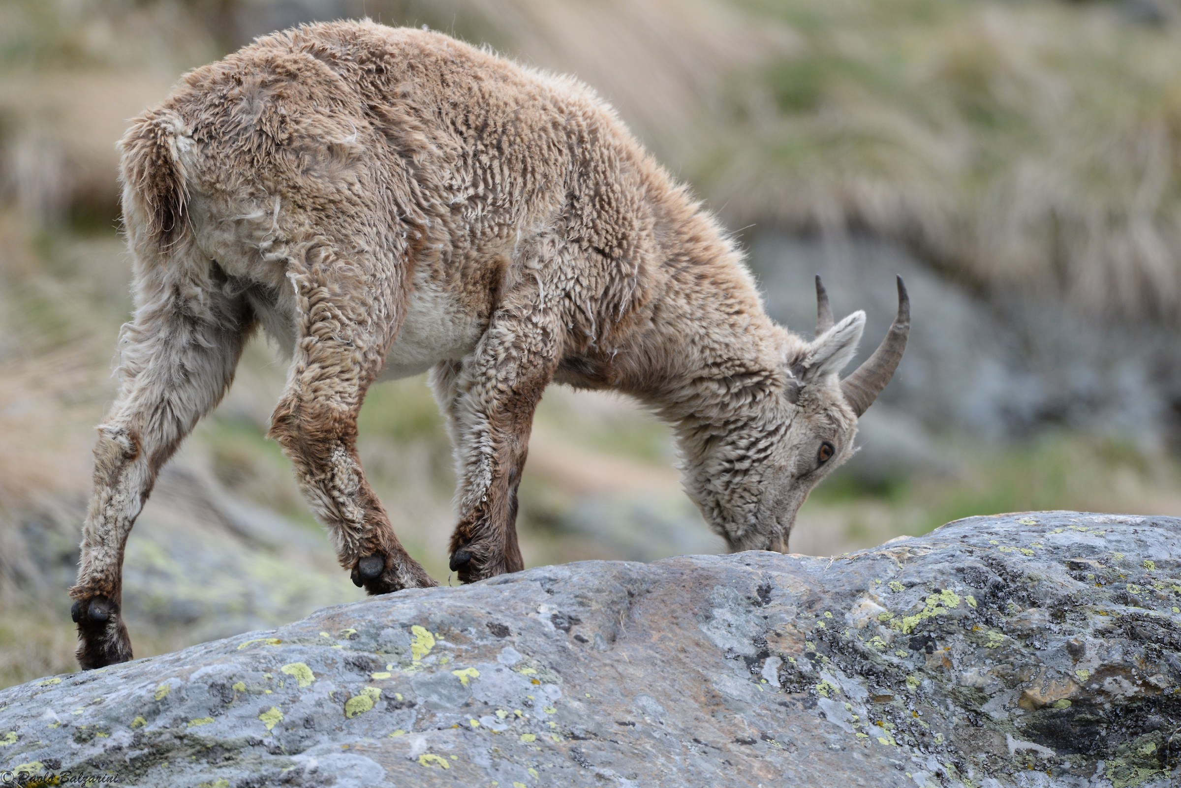 The ibex of the Alps