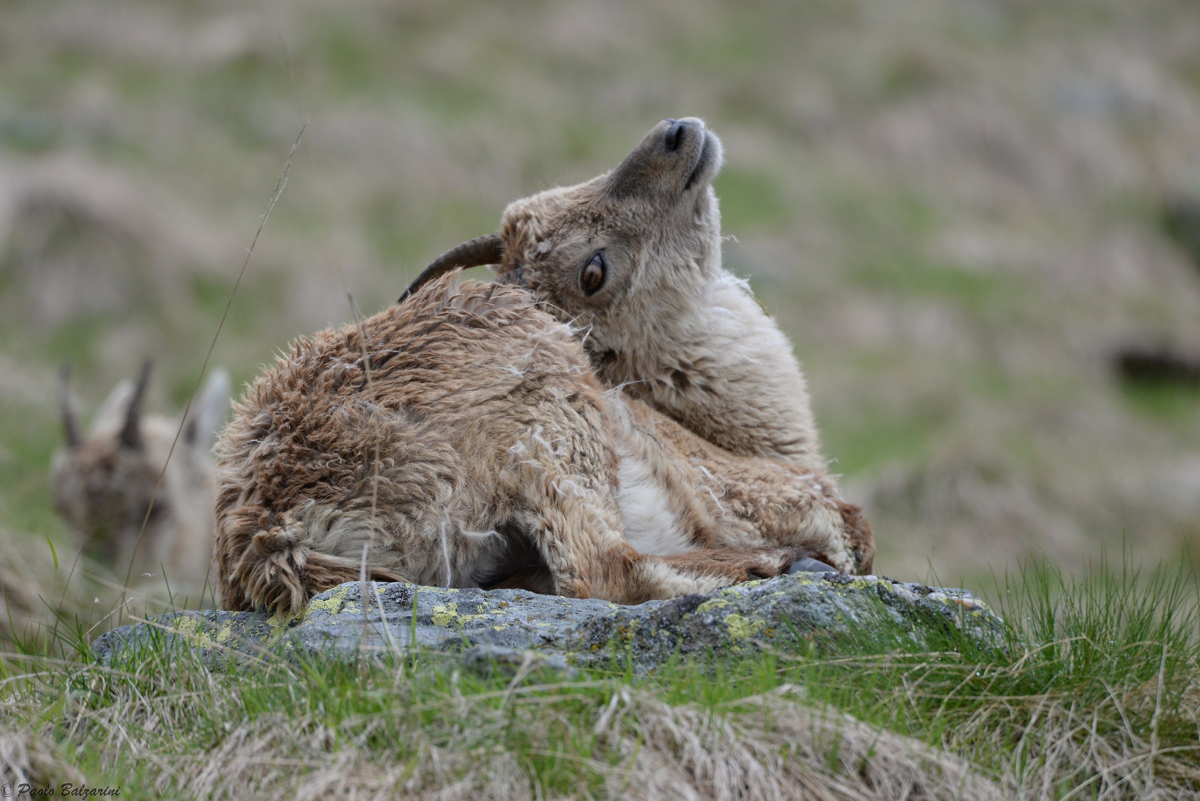 The ibex of the Alps