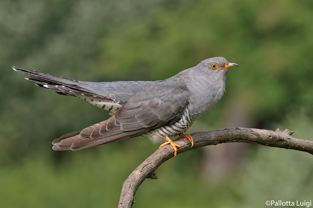 Cuckoo (Cuculus canorus)