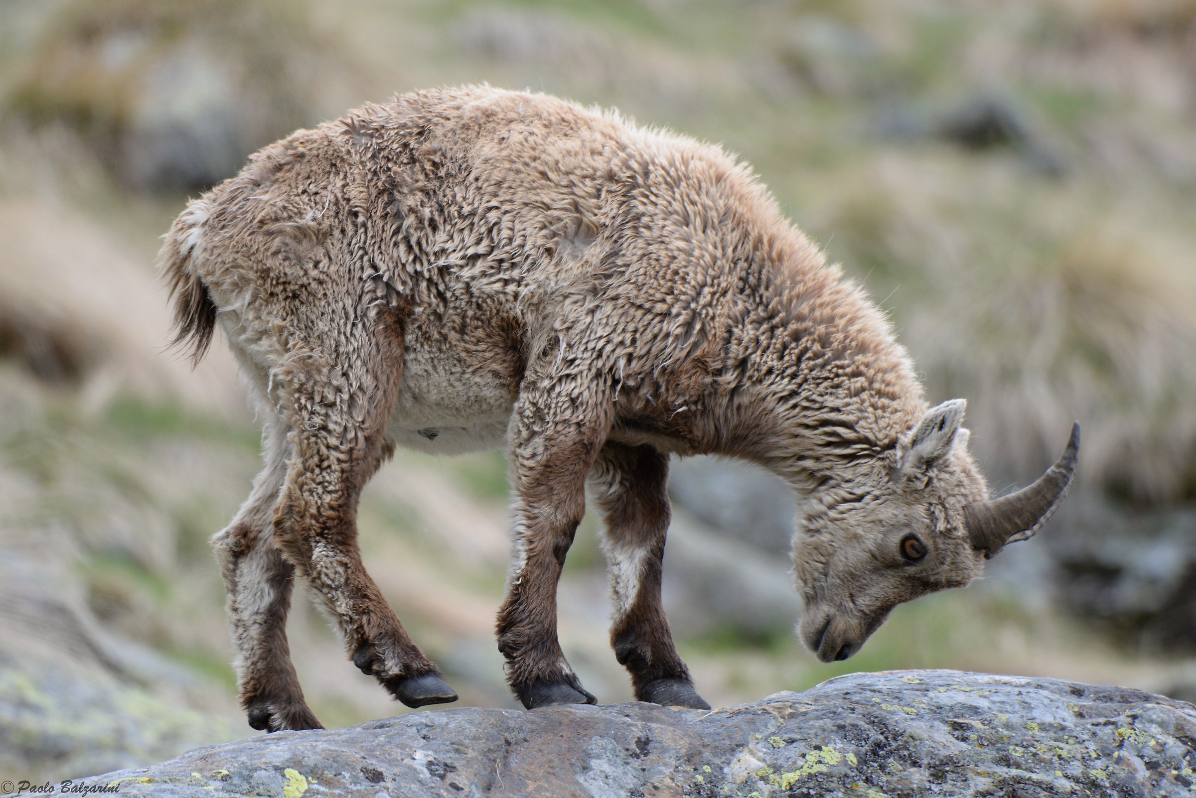 The ibex of the Alps