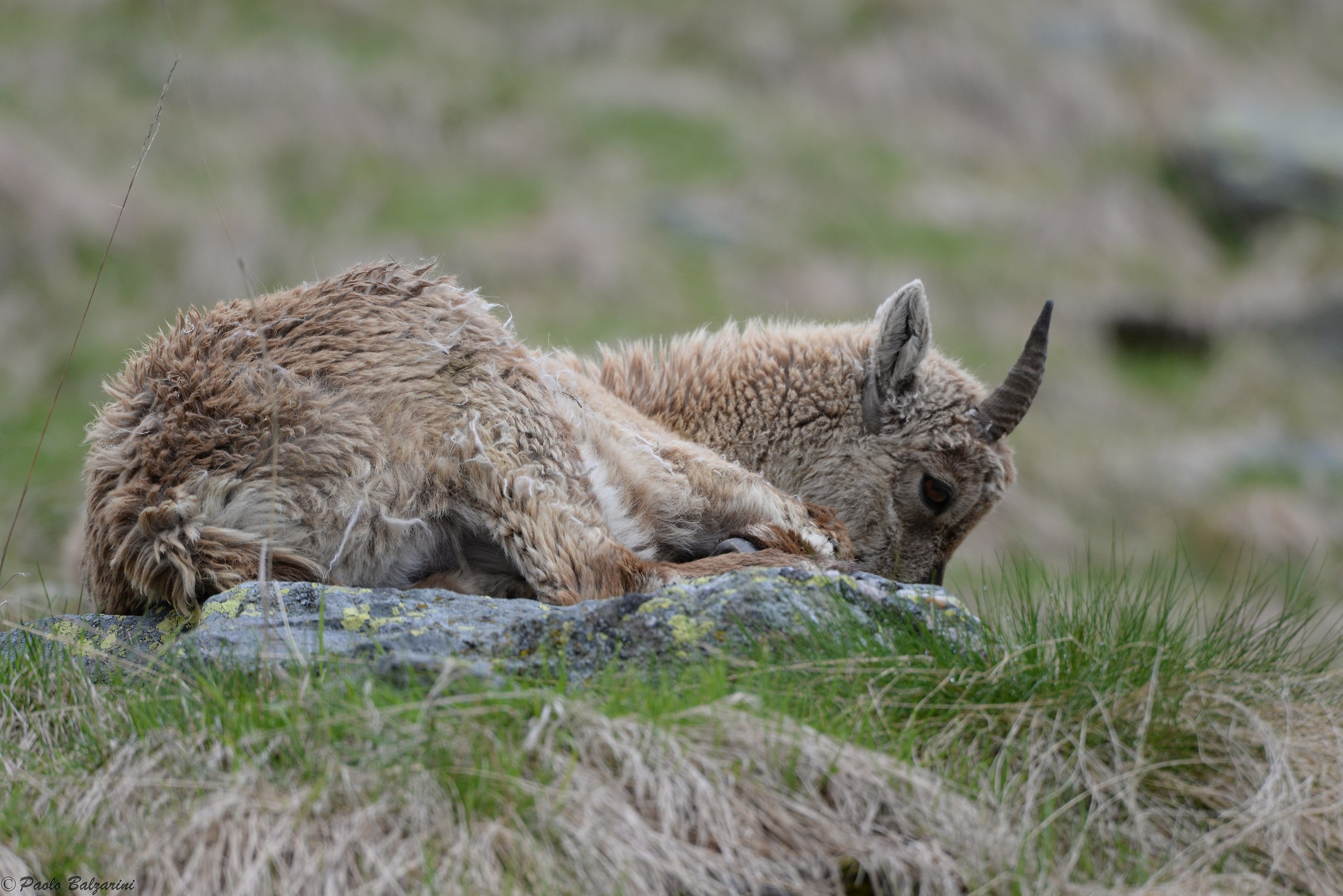 The ibex of the Alps
