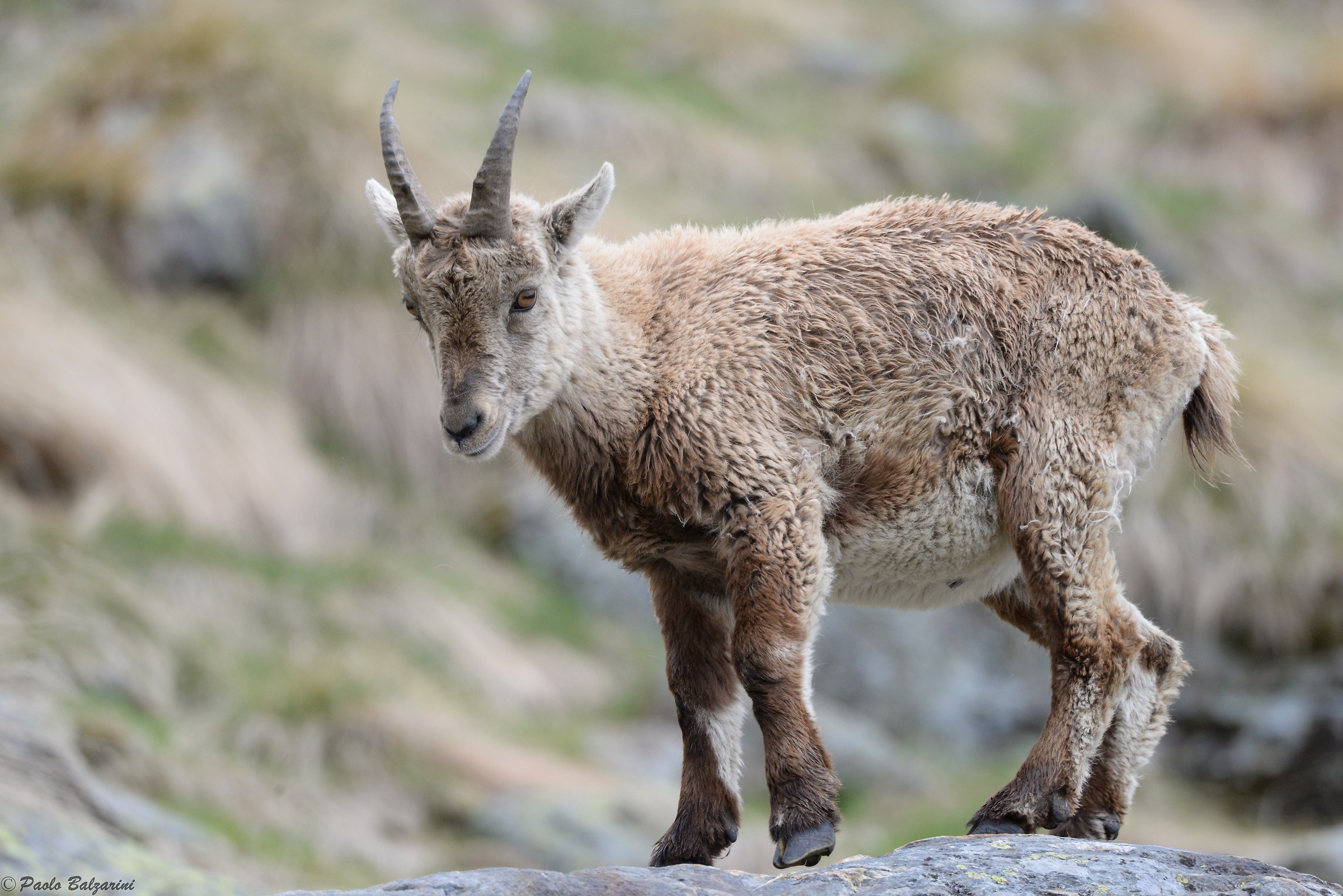 The ibex of the Alps