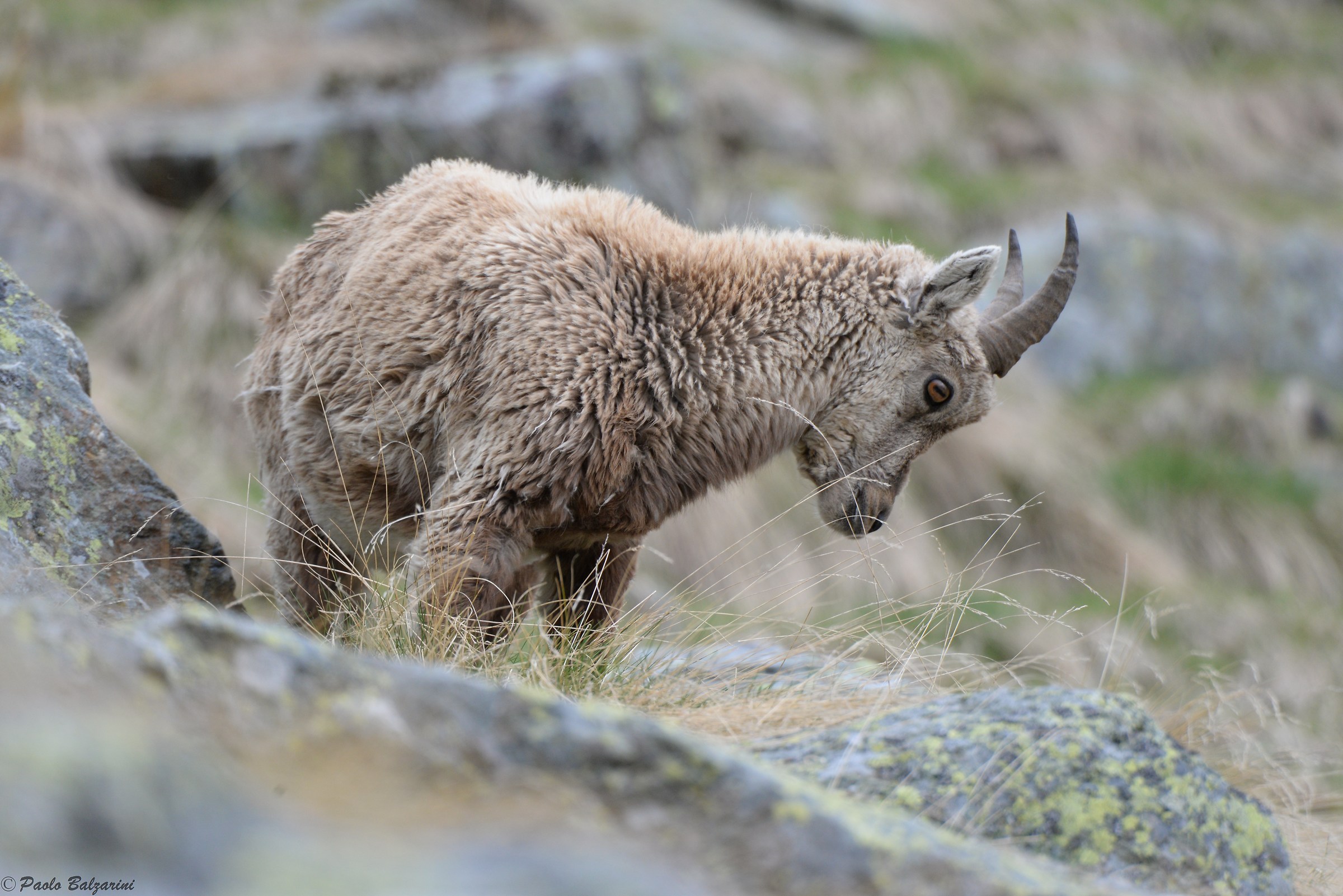 The ibex of the Alps