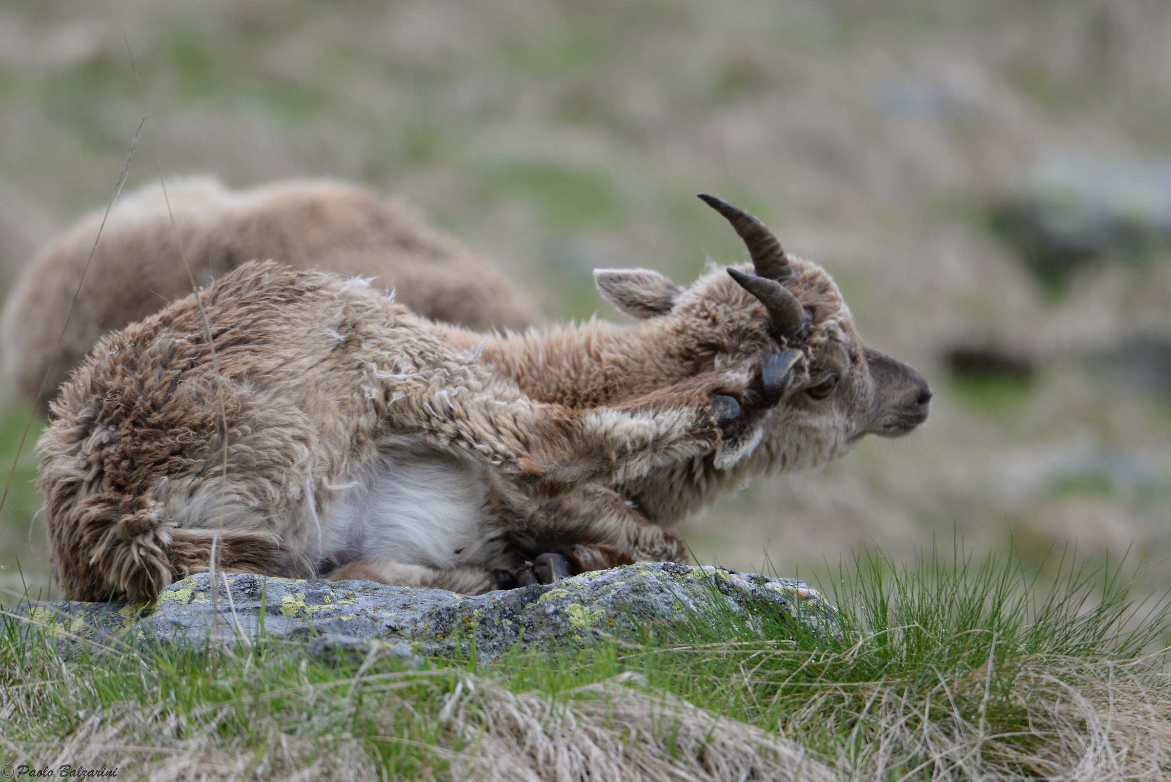 The ibex of the Alps